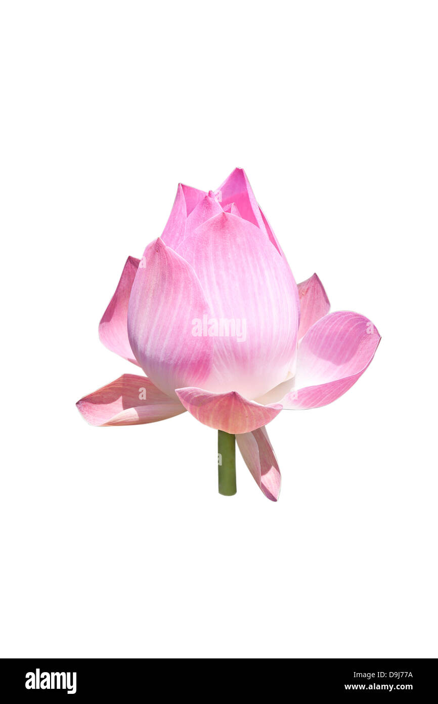 bud lotus flower isolated on white background. Stock Photo