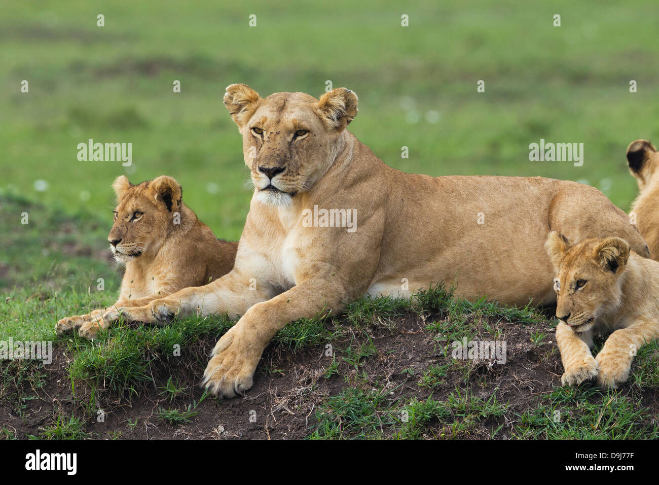 Baby lion masai mara hi-res stock photography and images - Alamy