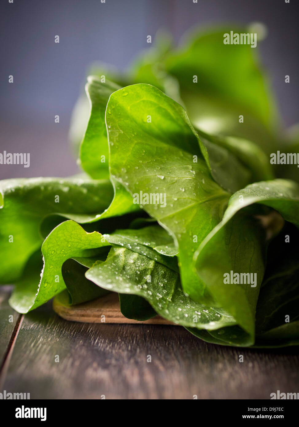 Romaine lettuce. Stock Photo