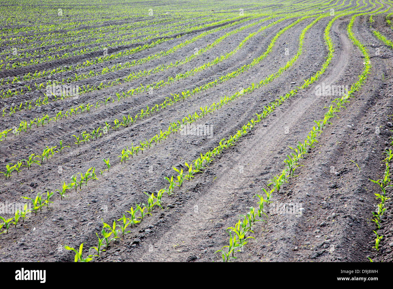 field of maize in spring Stock Photo
