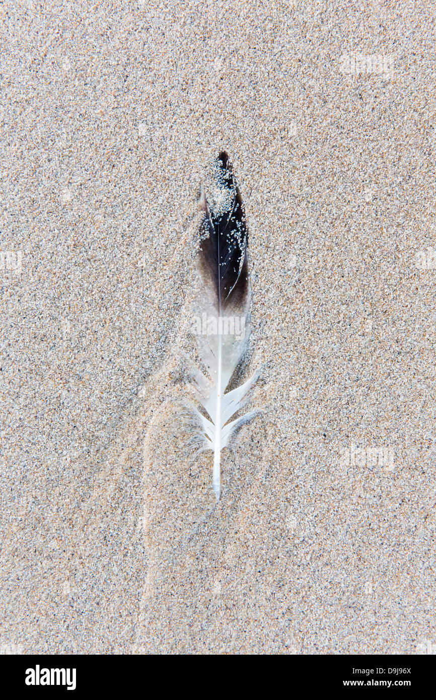 Feather in the Sand at the beach Stock Photo Alamy