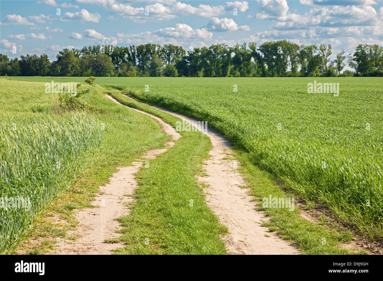 field and cart-road and cloudscape in spring Stock Photo - Alamy
