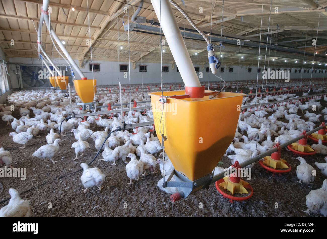 Automatic chicken feeding system in a free roaming coop Photograpjed in