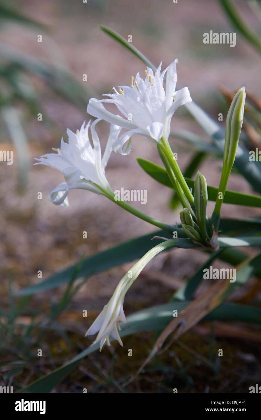 Sea daffodil or Sand Lily (Pancratium maritimum). Stock Photo