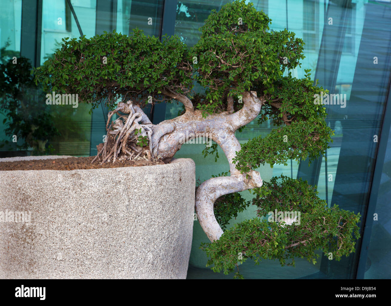 Bonsai garden japan hi-res stock photography and images - Alamy