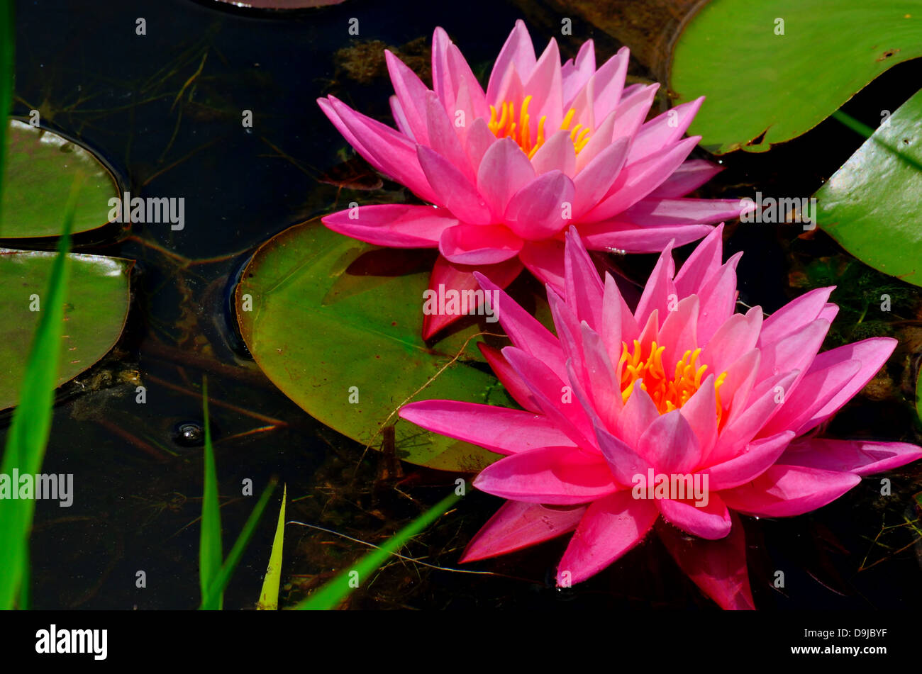 Pink Water Lilly floating in a pond. Stock Photo