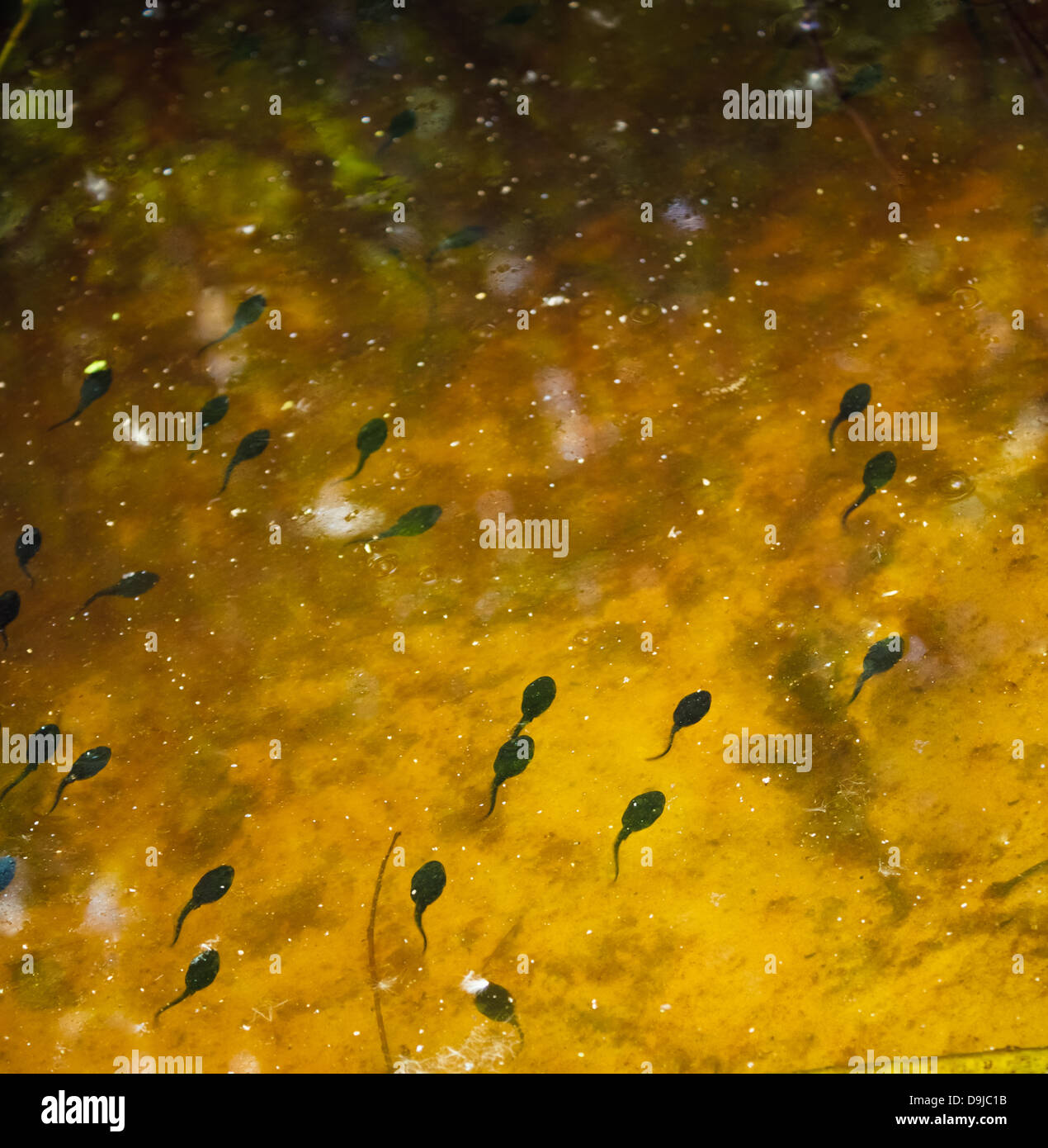 Tadpoles In The Water Stock Photo Alamy