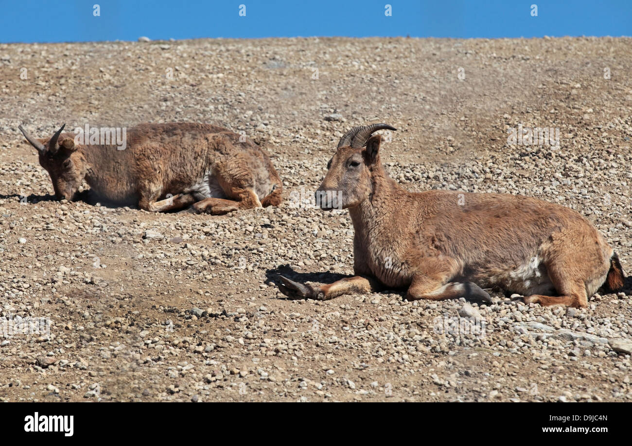 Dagestani mountain goats lie on the ground in sunny day Stock Photo