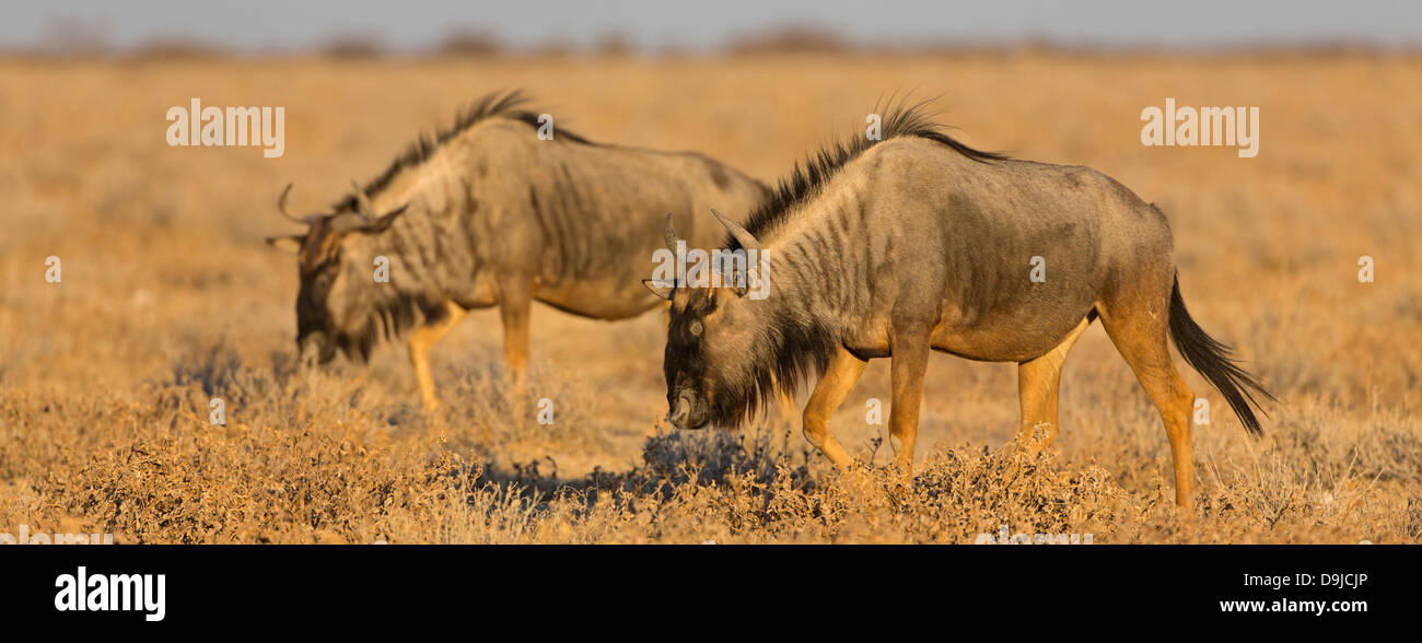 Connochaetes taurinus, Blue Wildebeest, Common Wildebeest, Streifengnu Stock Photo