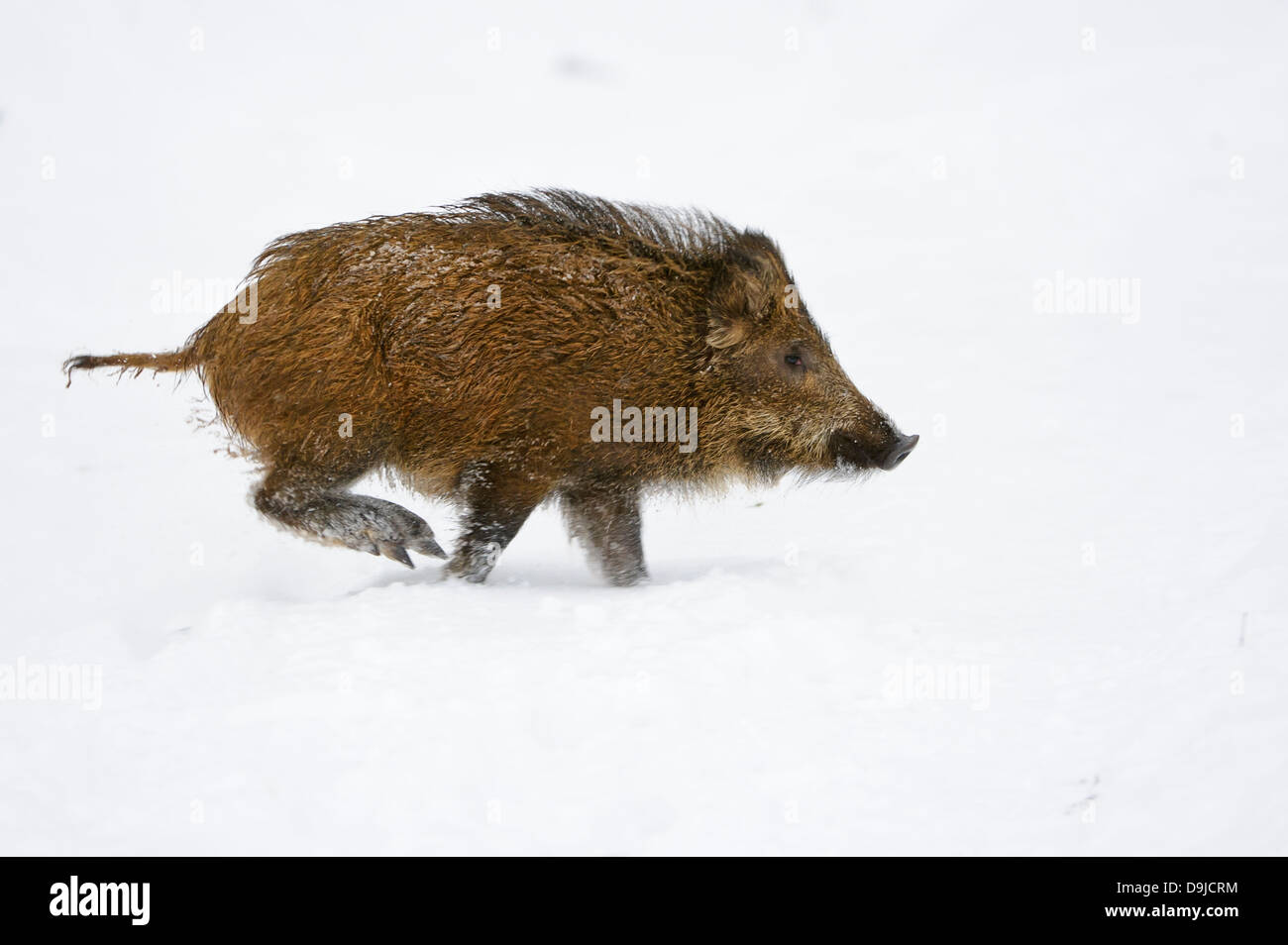 Wild boar, Sus scrofa, Wildschwein Stock Photo