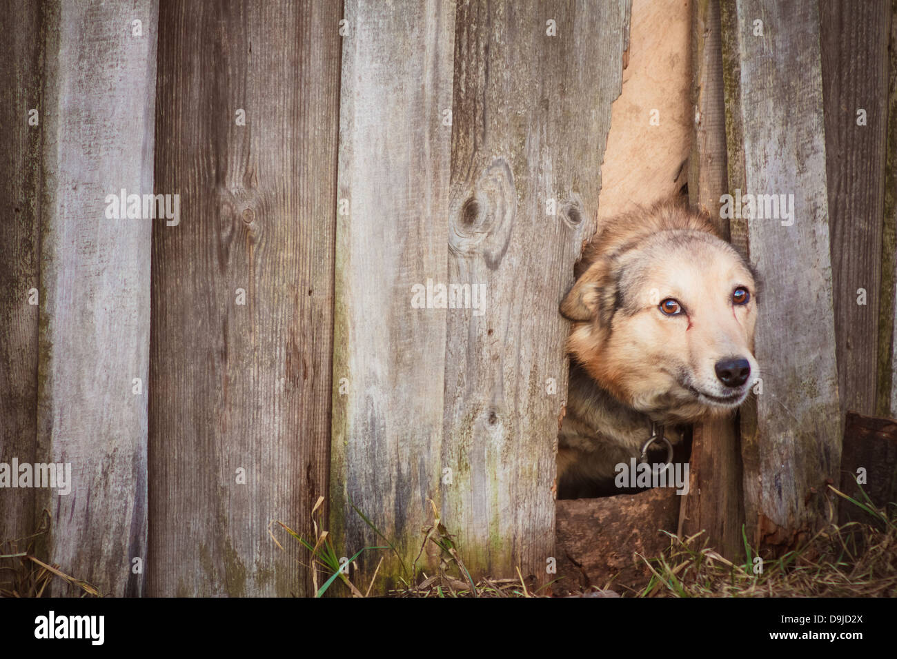 Dog Peeking Through Old Wood Fence Stock Photo