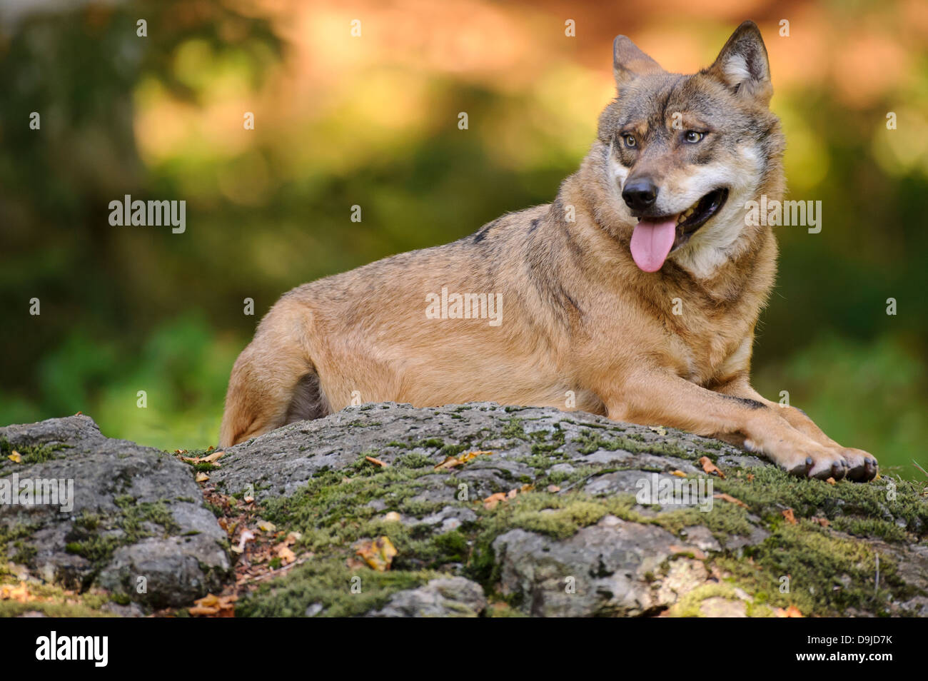 Canis lupus, Wolf, grey wolf Stock Photo