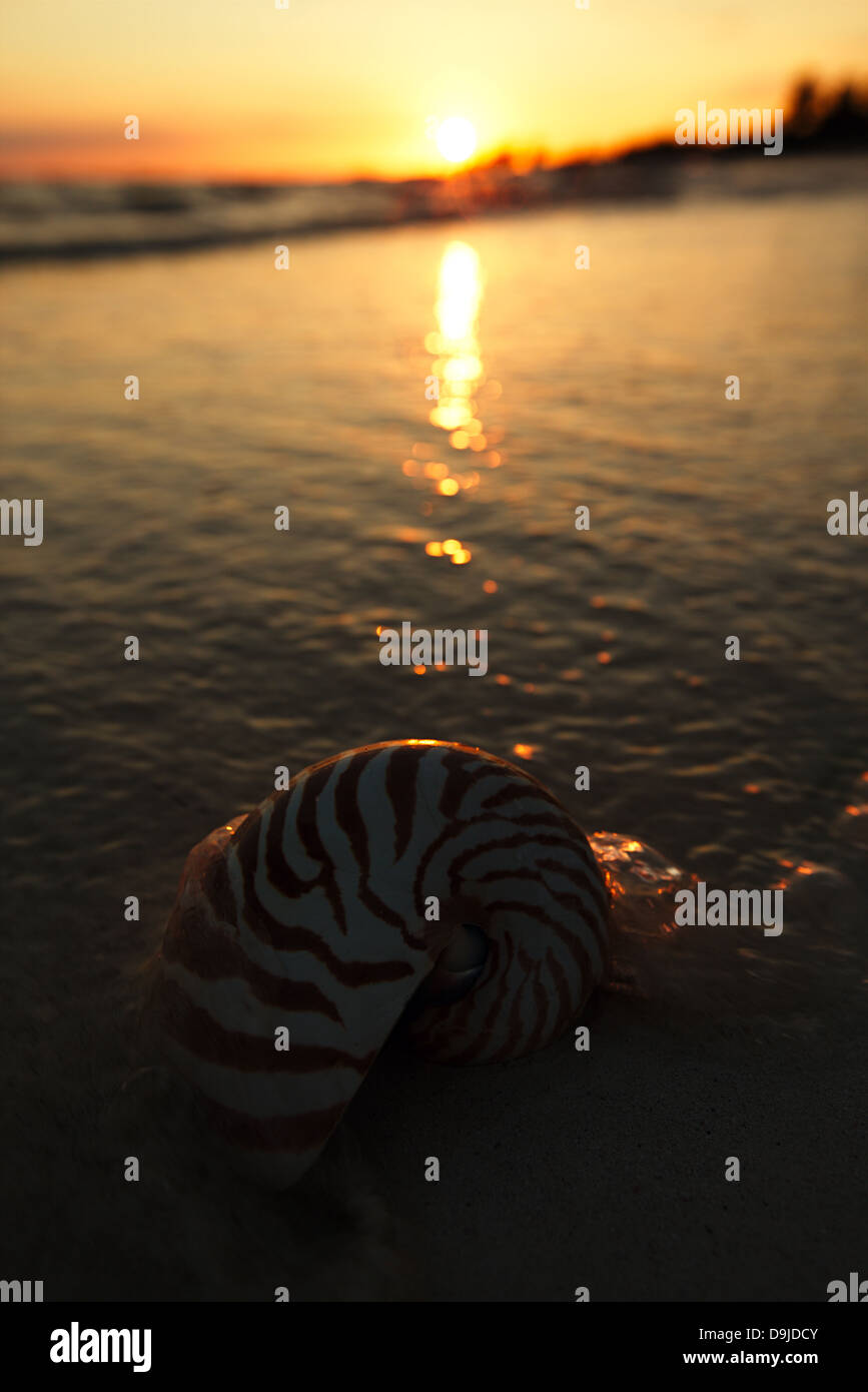 nautilus shell in the sea , sunrise, dark light Stock Photo - Alamy