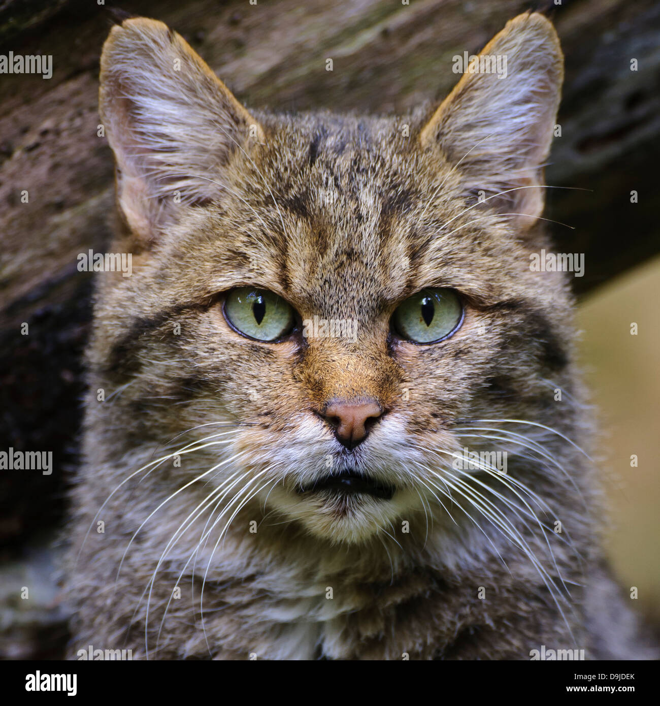 Wildkatze, wildcat, Felis silvestris Stock Photo
