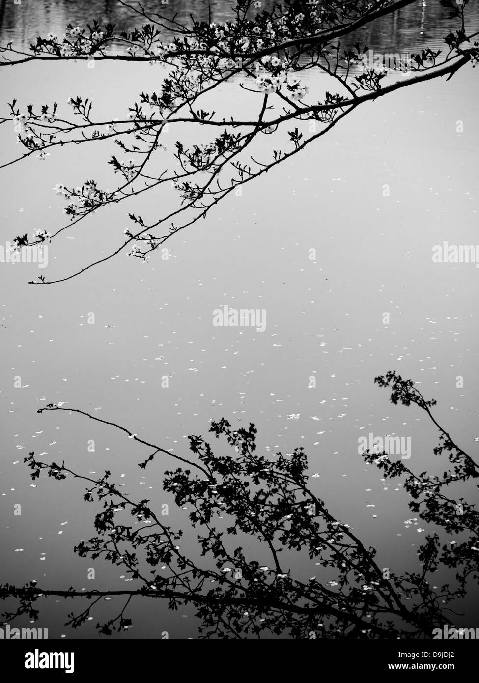 Hanging Cherry Blossom Branches reflecting off the water at the Takada