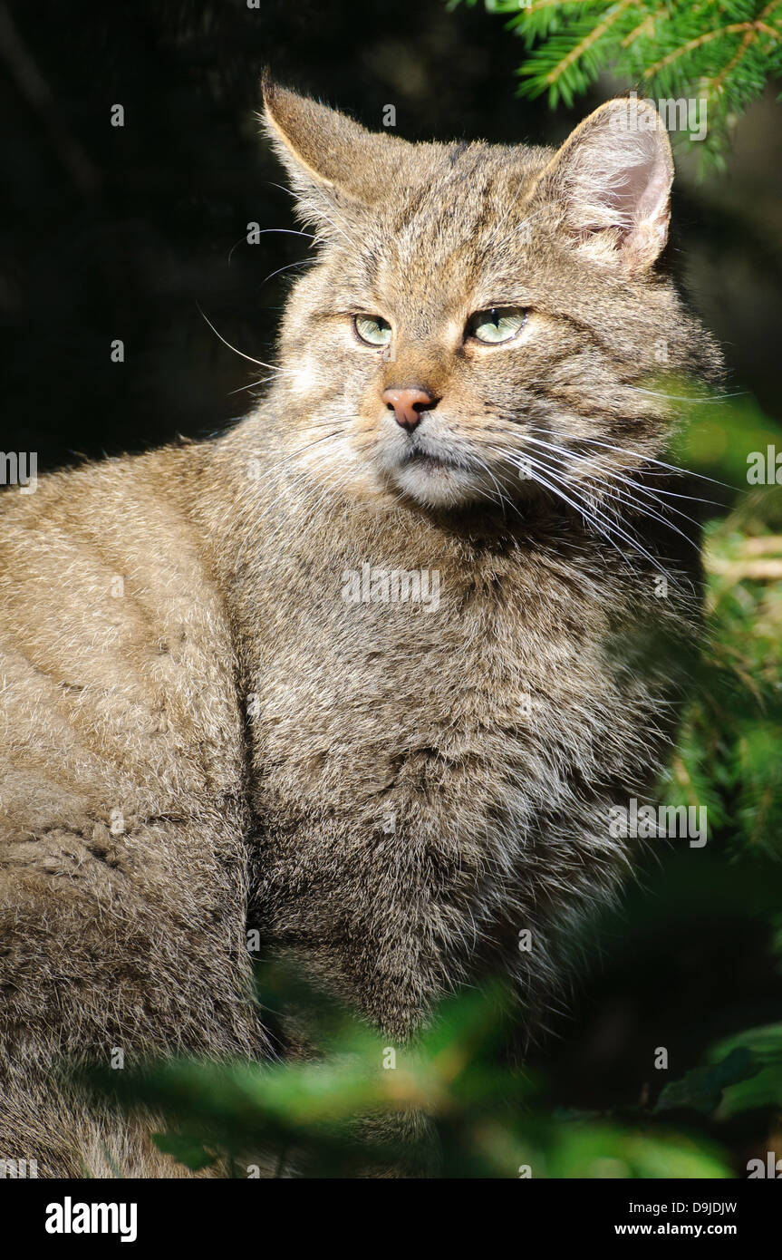 Wildkatze, wildcat, Felis silvestris Stock Photo