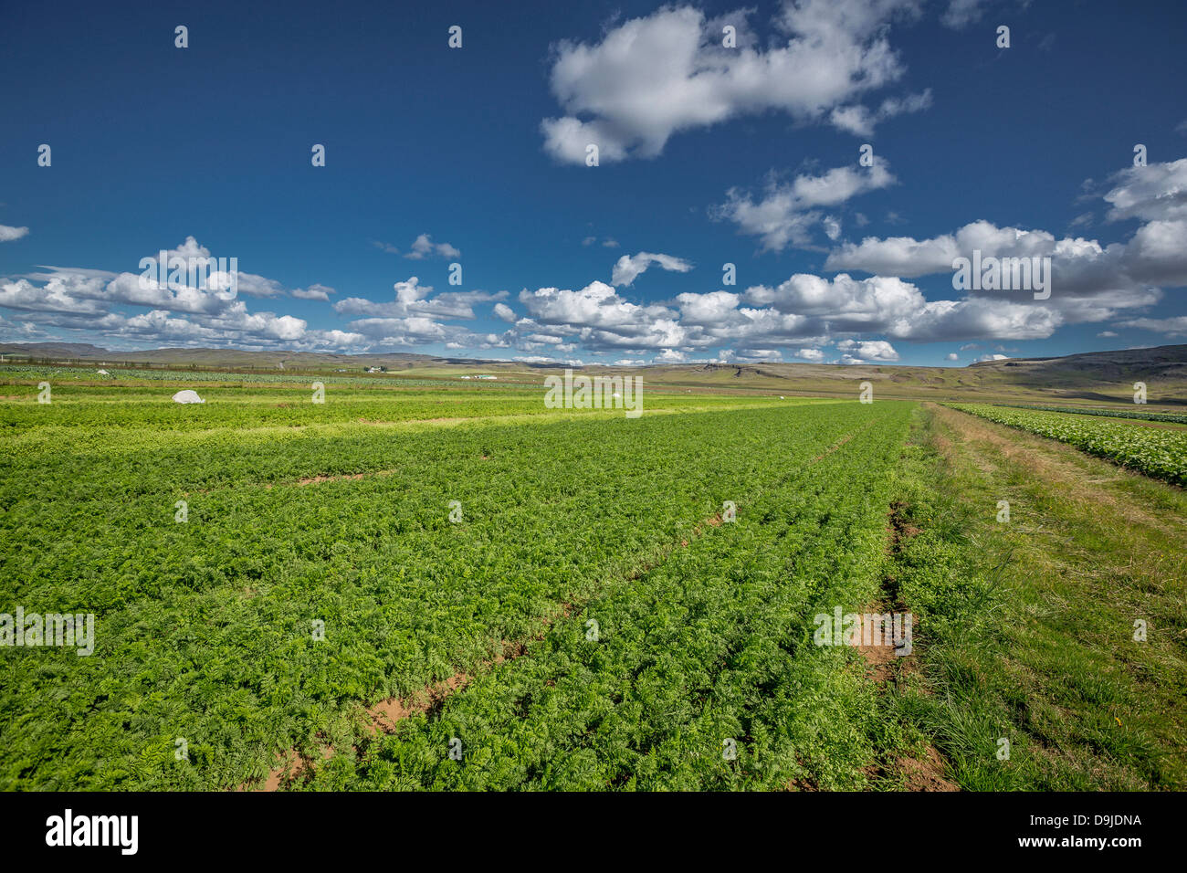 Field of lettuce, South Coast, Iceland. Stock Photo