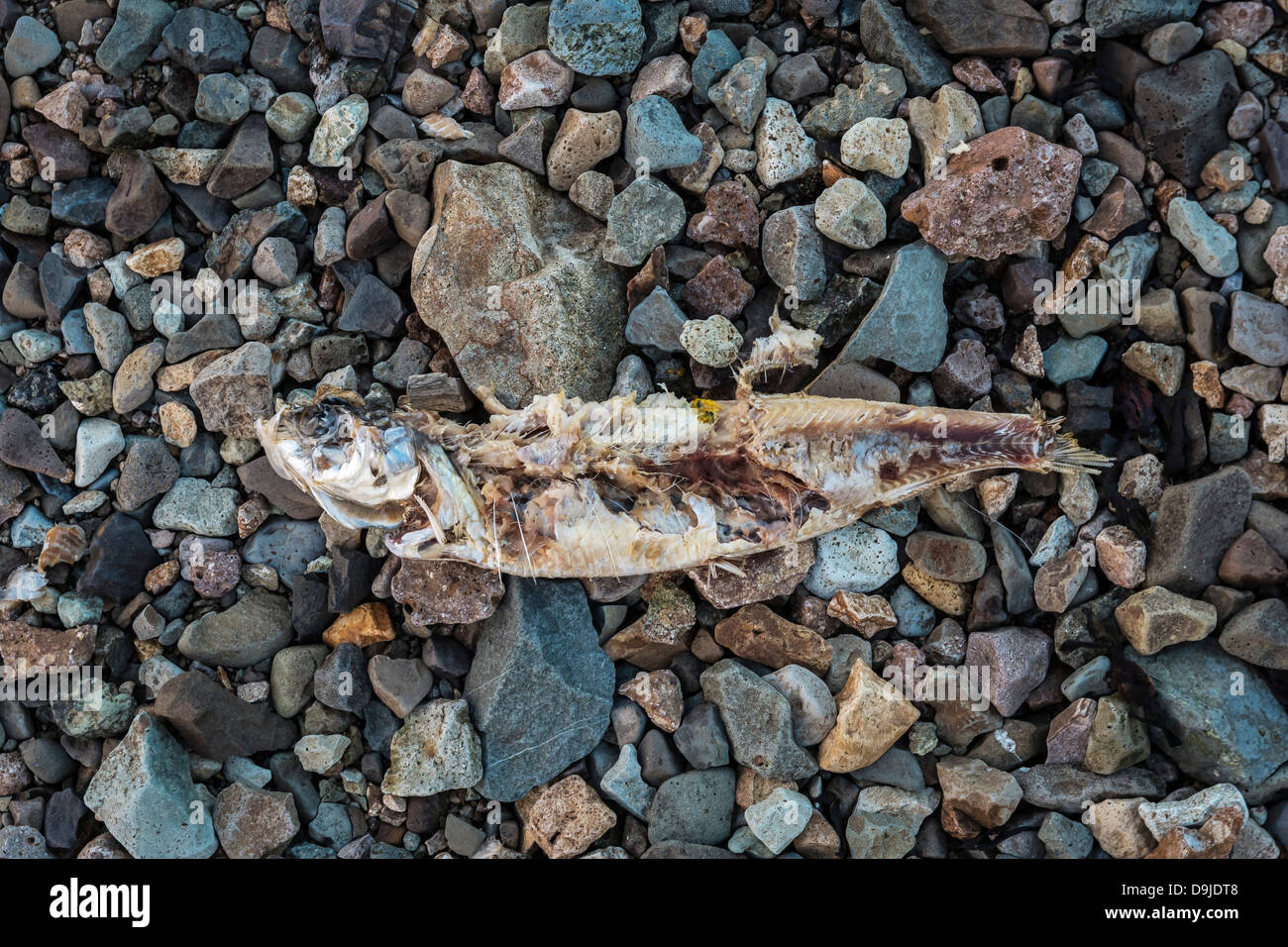 Dead herring washed ashore.  Herring died due to lack of oxygen in the fjord. Kolgrafarfjordur, Snaefellsnes Peninsula, Iceland Stock Photo