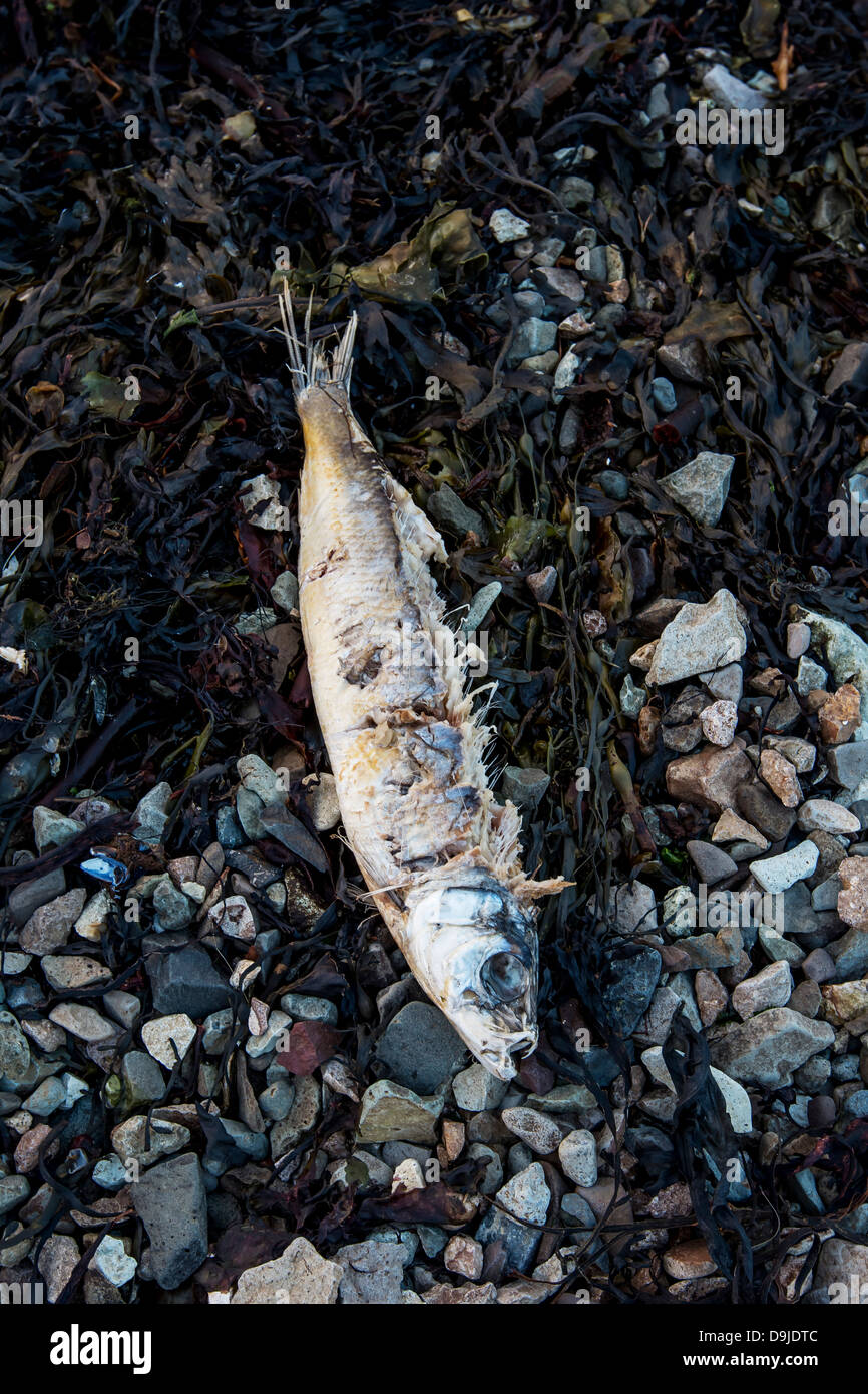 Dead herring washed ashore.  Herring died due to lack of oxygen in the fjord. Kolgrafarfjordur, Snaefellsnes Peninsula, Iceland Stock Photo