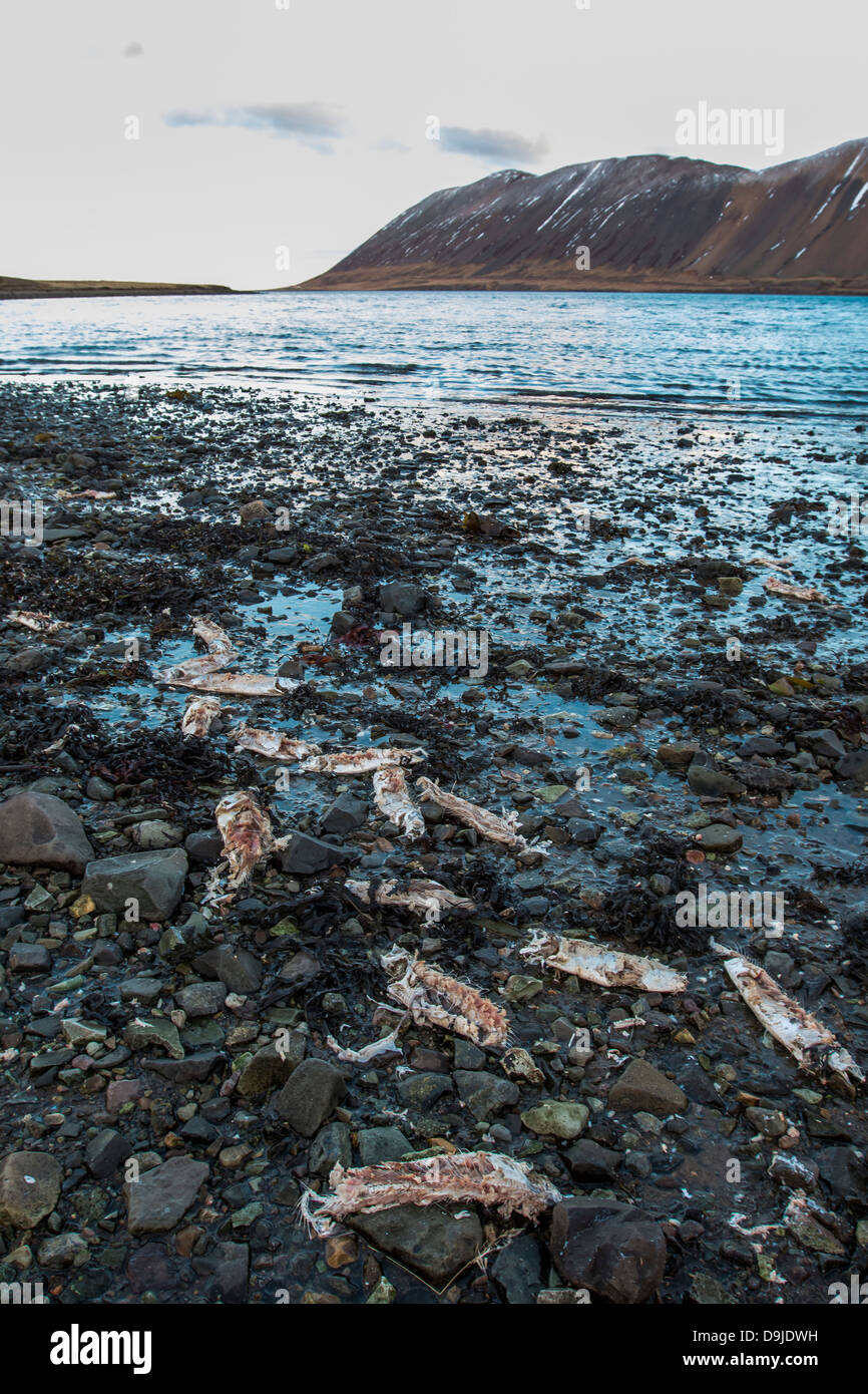 Dead herring washed ashore.  Herring died due to lack of oxygen in the fjord. Kolgrafarfjordur, Snaefellsnes Peninsula, Iceland Stock Photo
