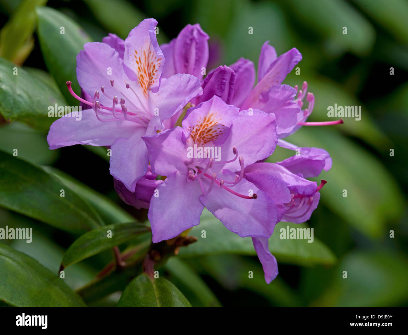 Rhododendron ponticum, Inverness-shire Scotland.  SCO 9135 Stock Photo