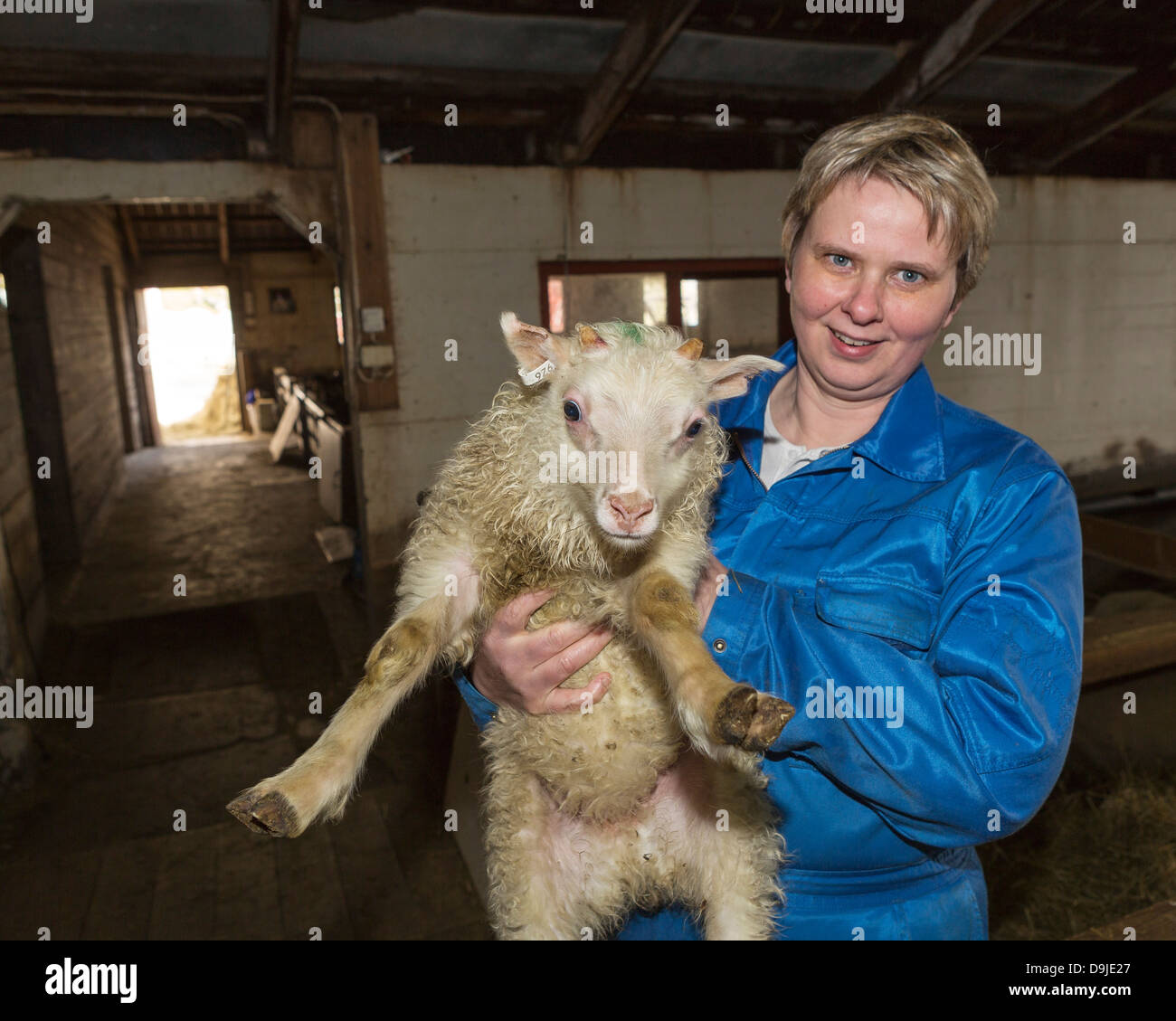 Farmer holding young lamb, Eastern, Iceland Stock Photo