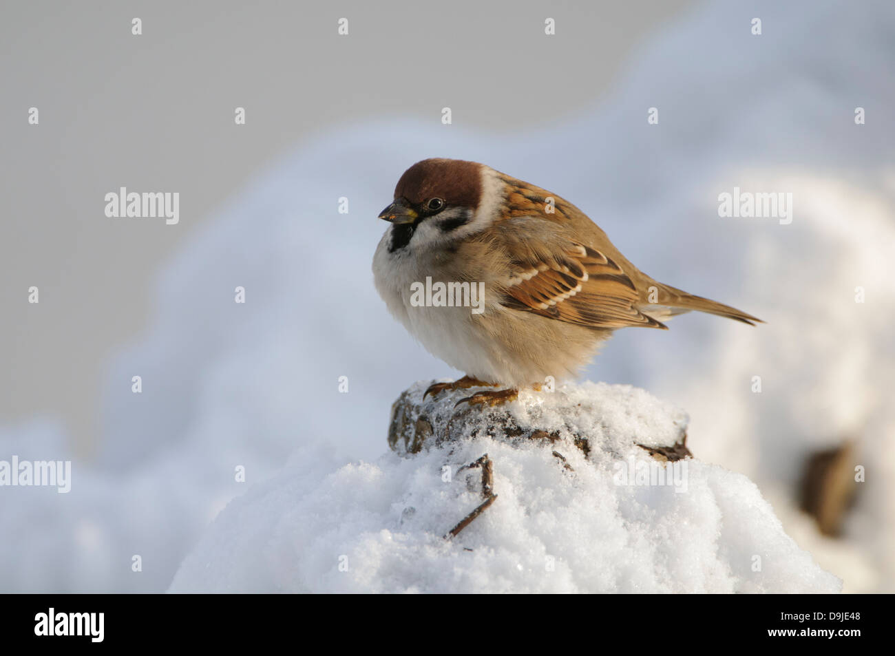 Feldsperling, Eurasian Tree Sparrow, Passer montanus Stock Photo