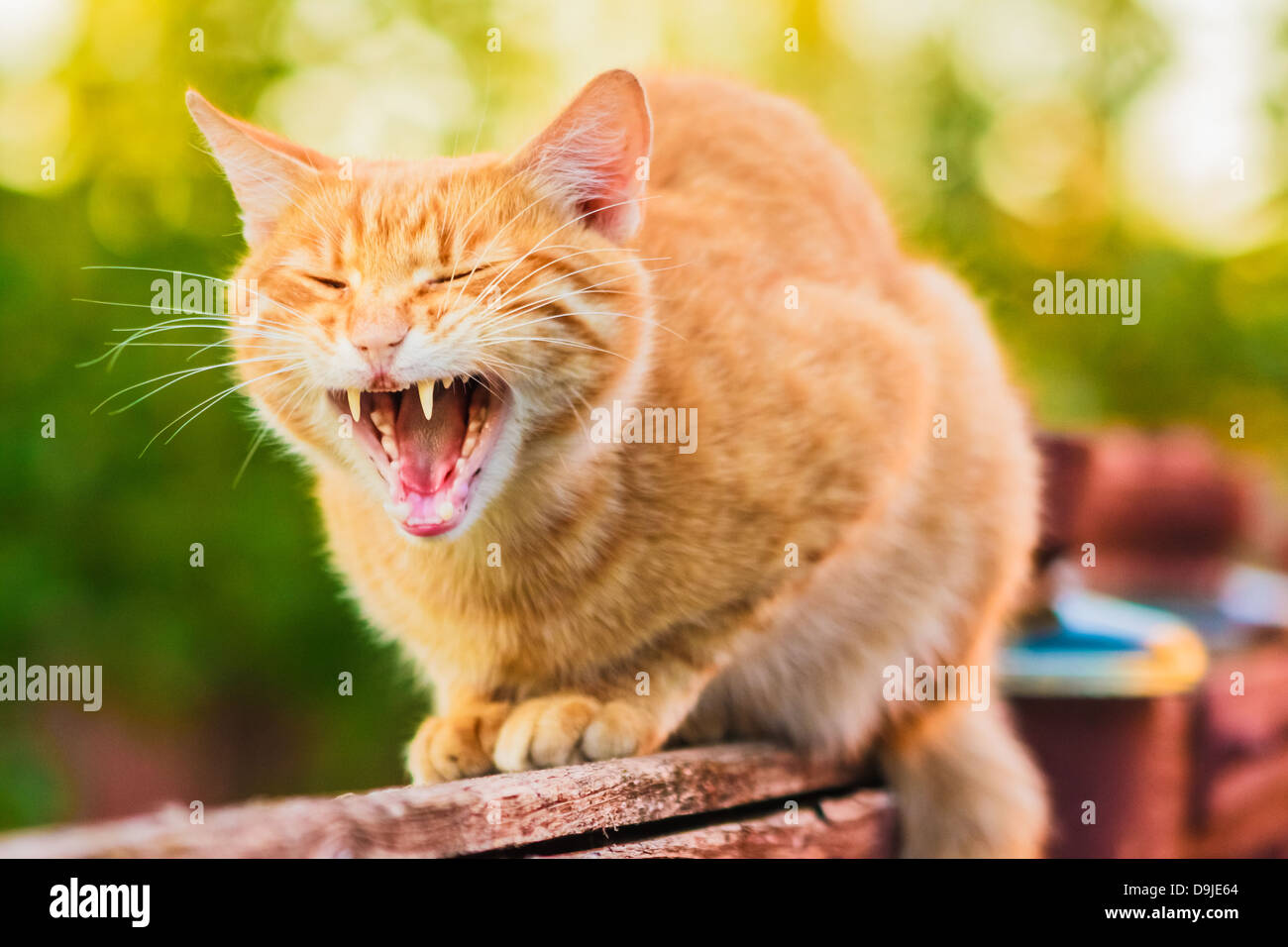 Red Cat Sitting On The Fence And Roaring Or Yawning Stock Photo - Alamy