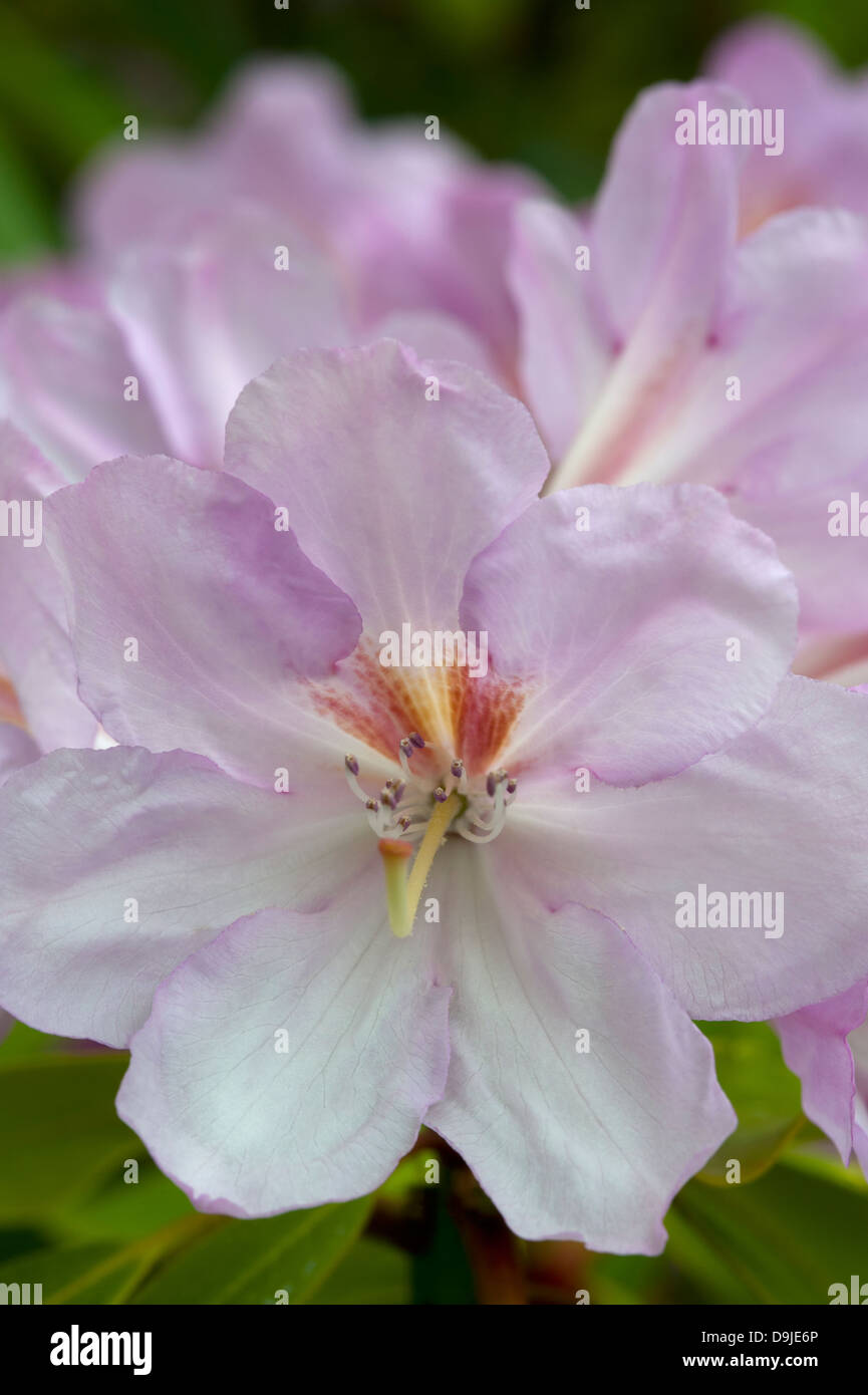 Rhododendron flowering in spring, Inverness-shire.  SCO 9138 Stock Photo