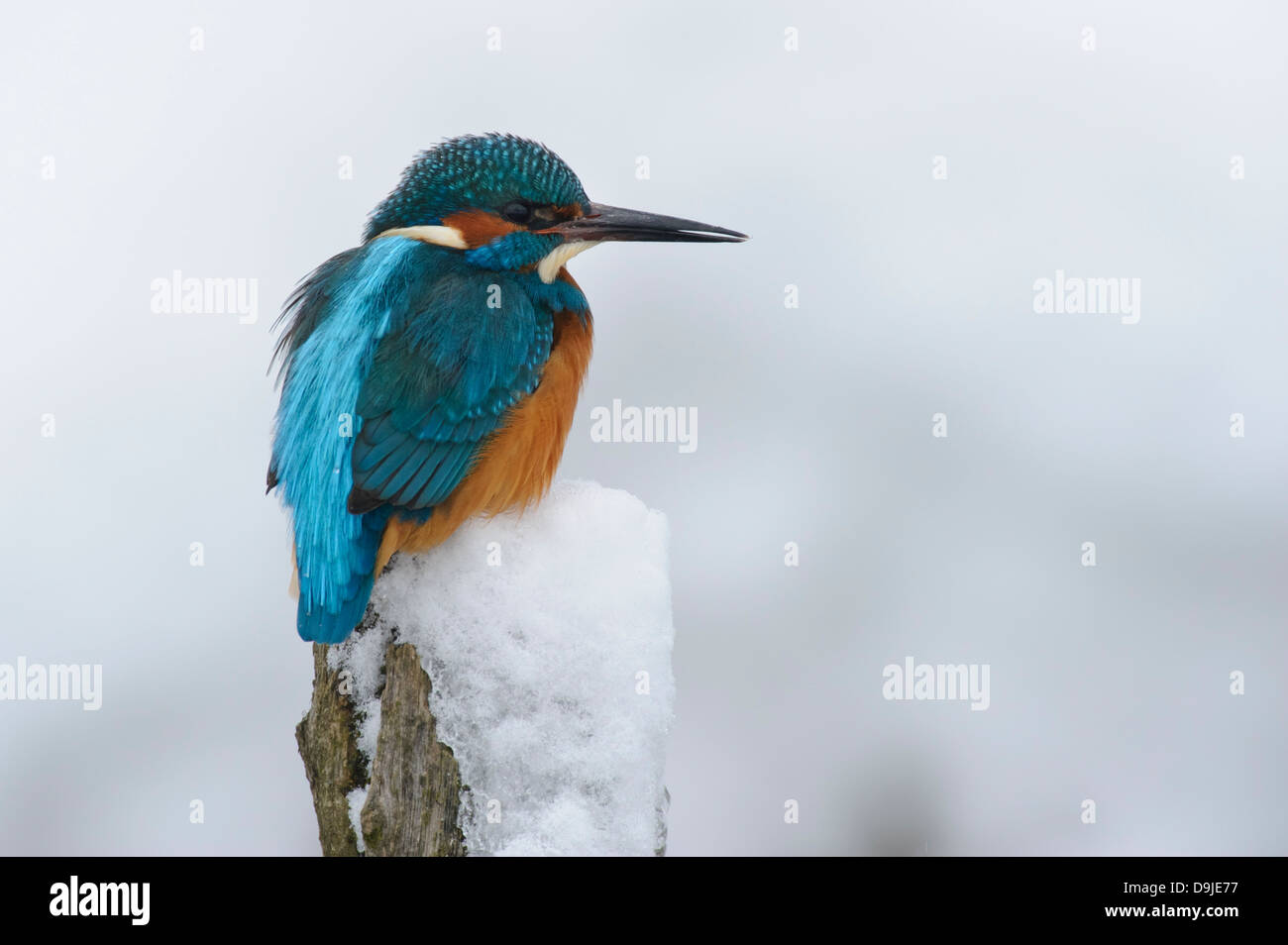 Alcedo atthis, Eisvogel, Kingfisher, Winter Stock Photo