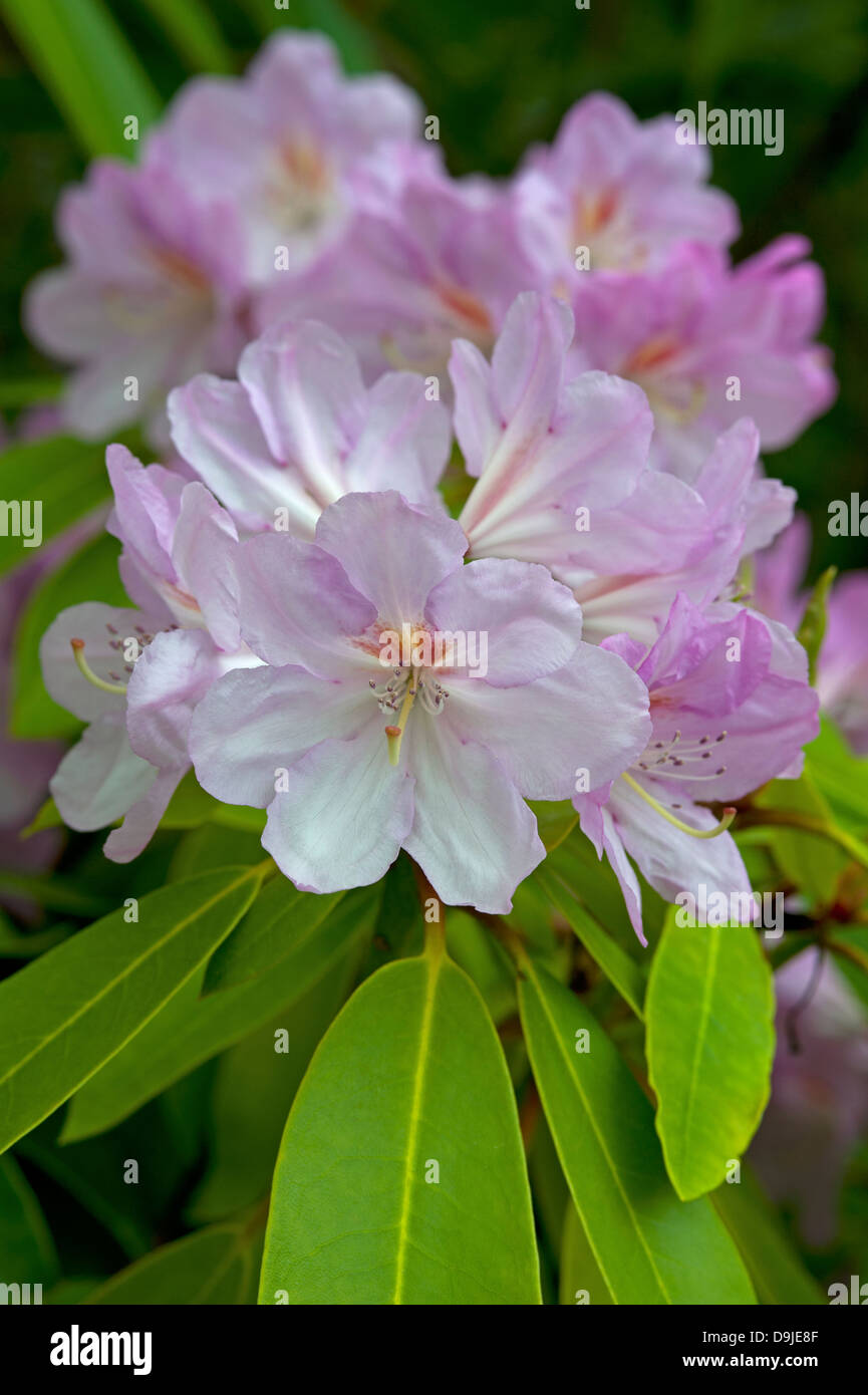 Rhododendron flowering in spring, Inverness-shire.  SCO 9139 Stock Photo