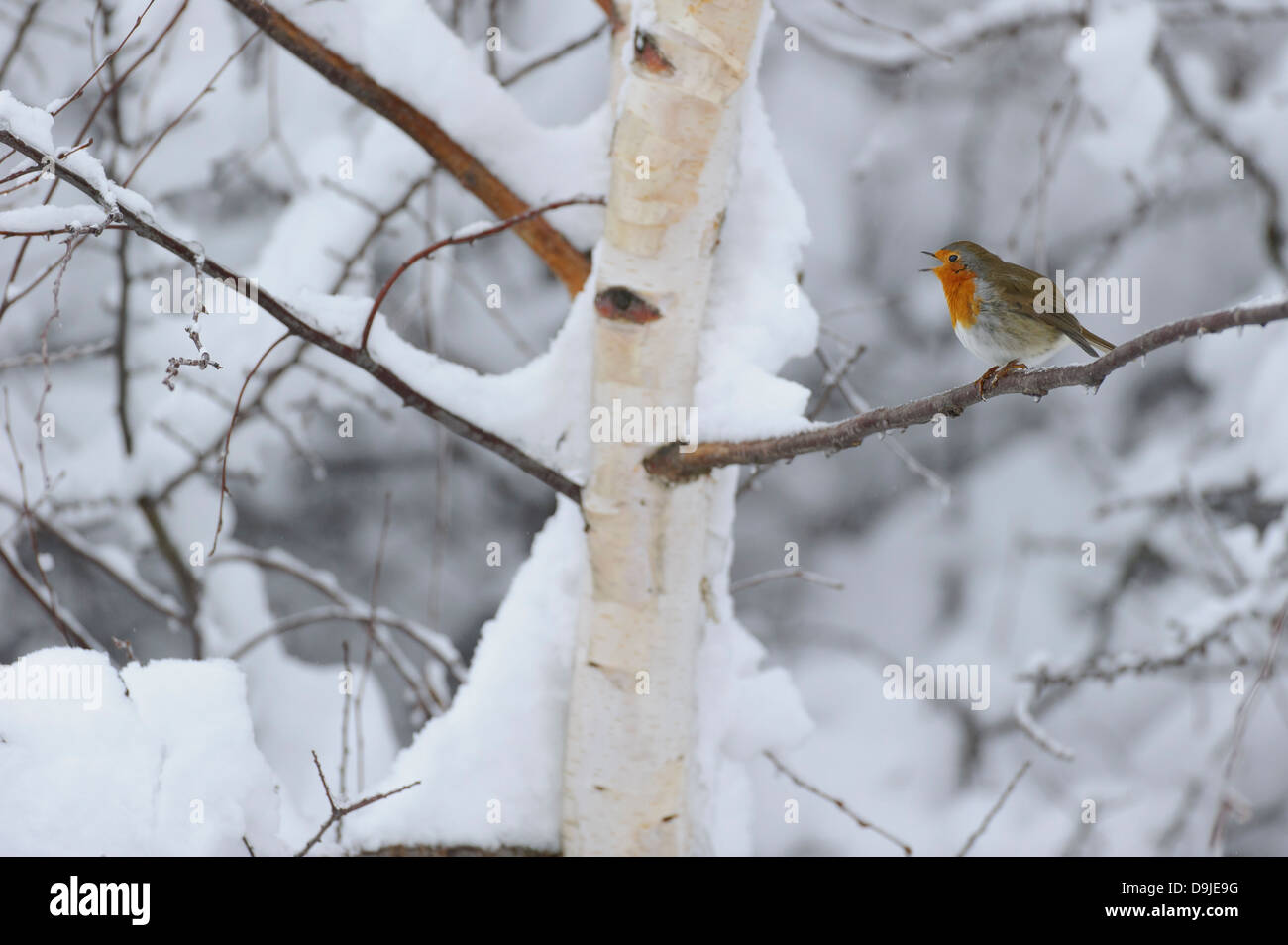 Erithacus rubecula, European Robin, Rotkehlchen, Winter Stock Photo