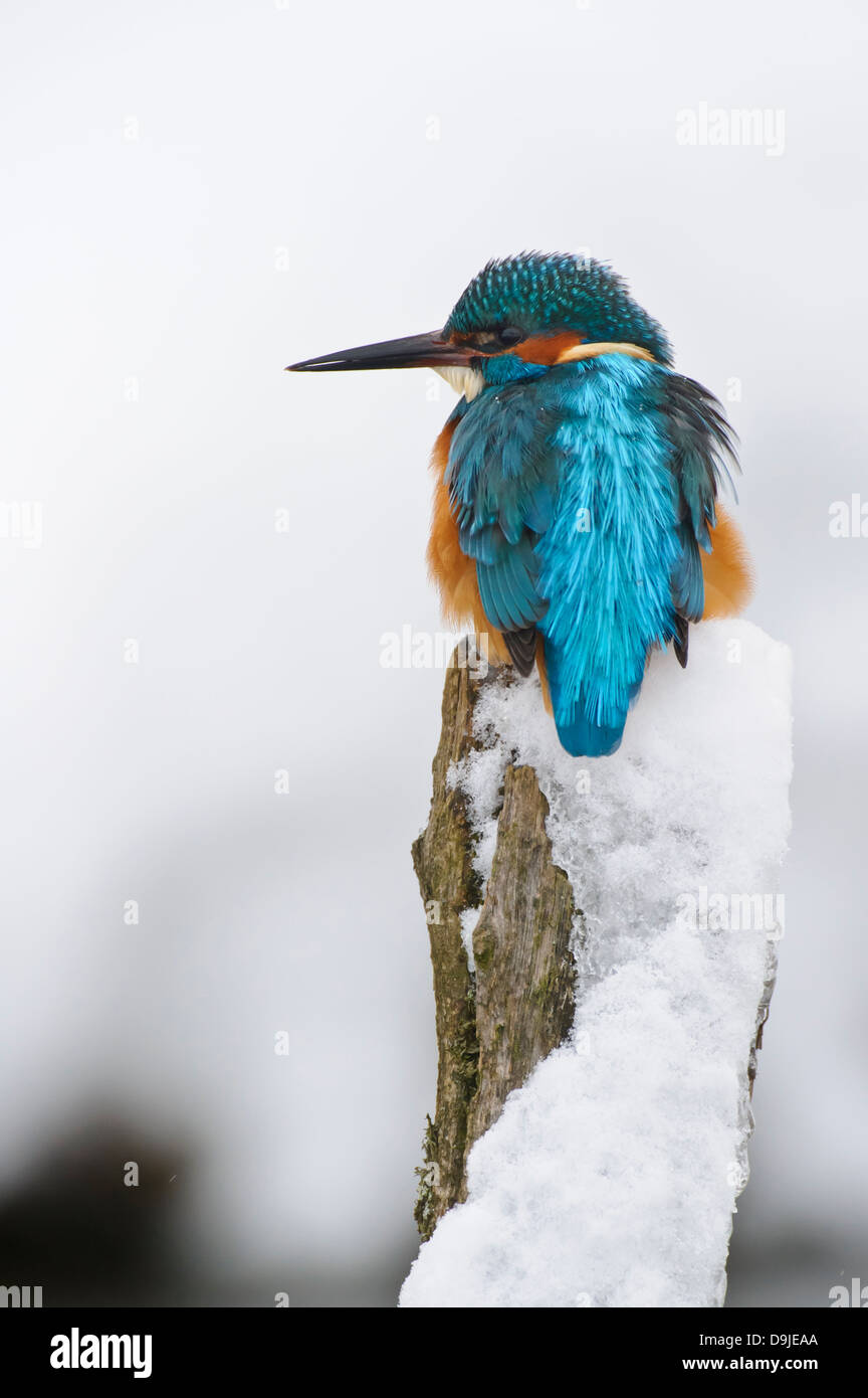 Alcedo atthis, Eisvogel, Kingfisher, Winter Stock Photo