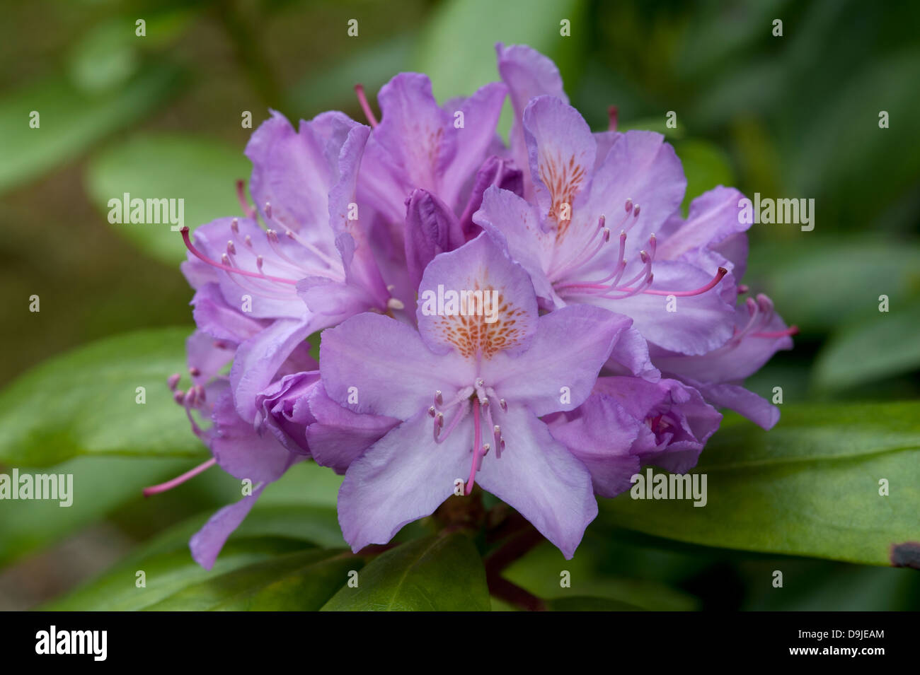 Rhododendron ponticum, Inverness-shire Scotland. SCO 9140 Stock Photo