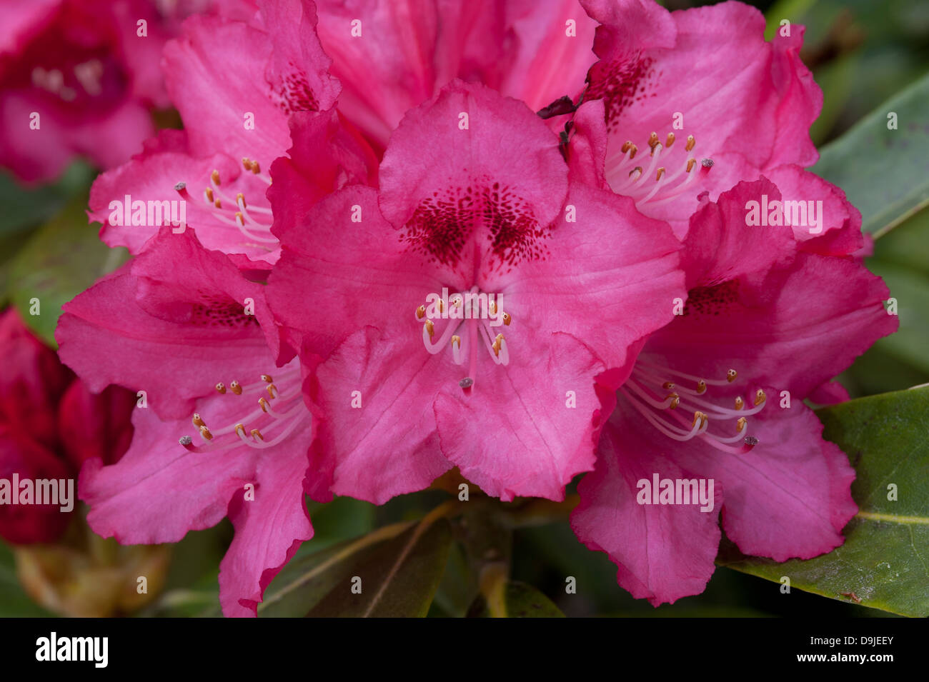 Rhododendron Blossom flowering in spring, Inverness-shire. SCO 9142 Stock Photo