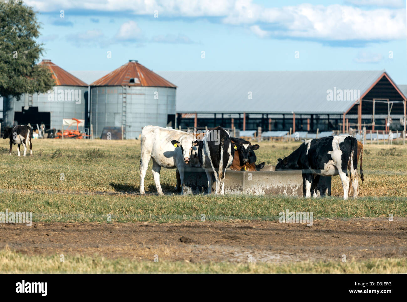Dairy cows drinking from a trough on a north central Florida dairy farm. A modern barn and two