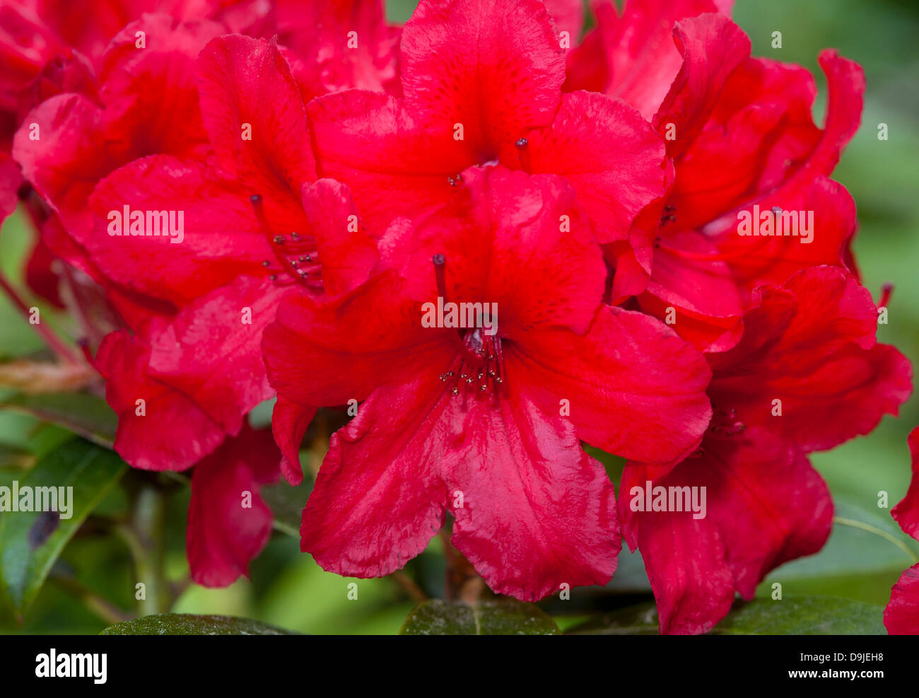 Rhododendron 'Red Jack'  in full flower in early summer.  SCO 9143. Stock Photo
