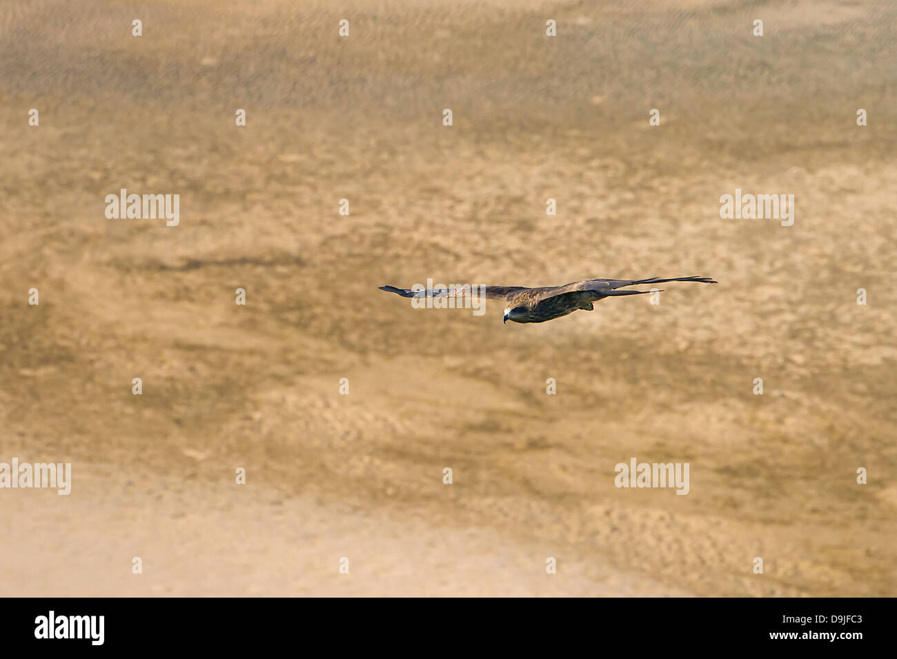 An eagle flying over the ground. Top view Stock Photo