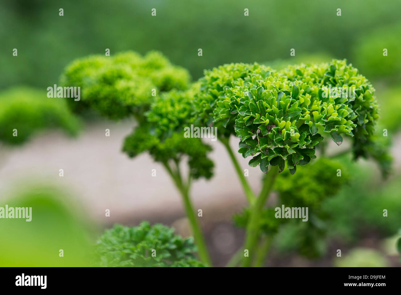 Moss curled parsley hires stock photography and images Alamy
