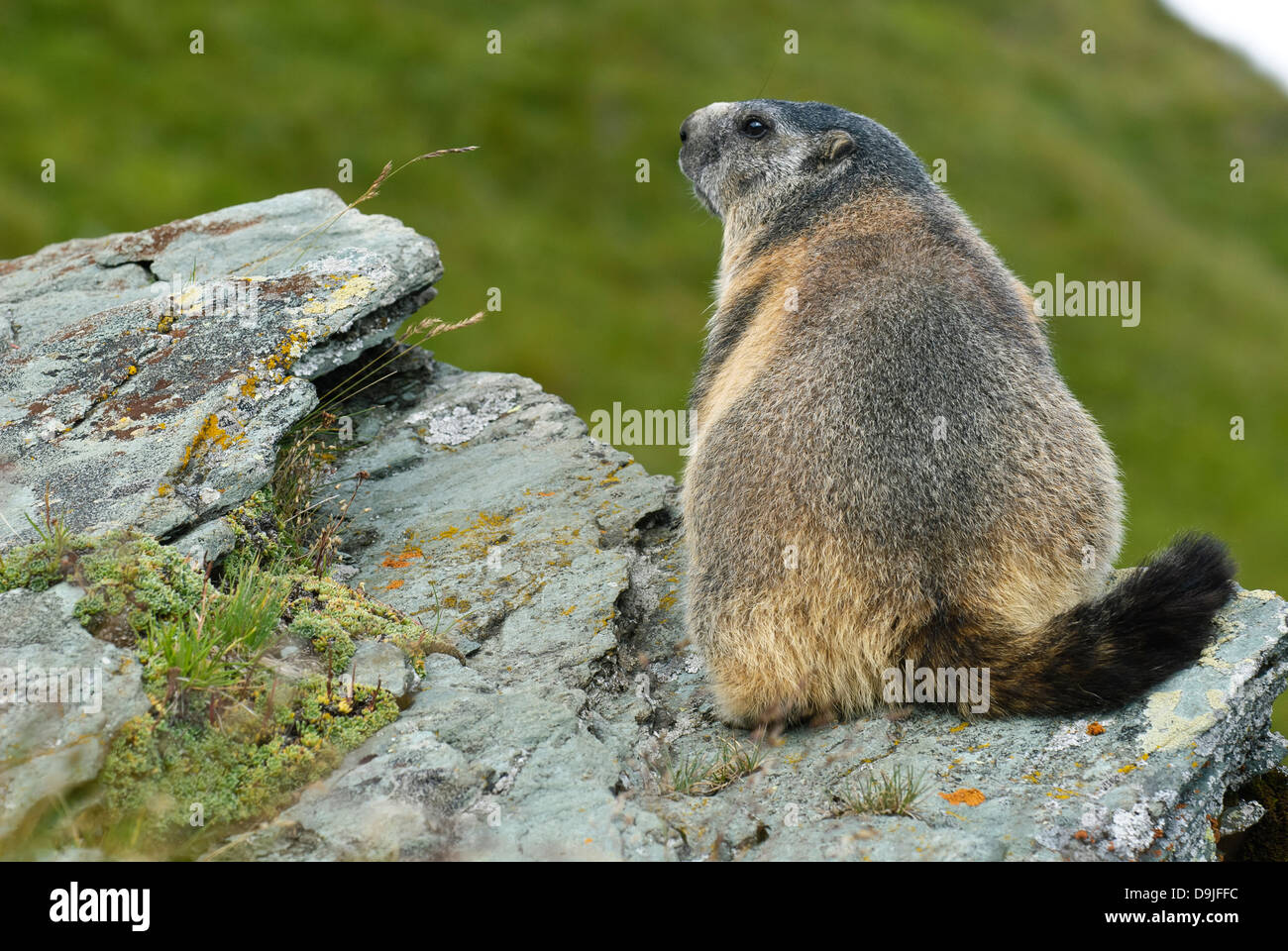 Murmeltier, Alpine Marmot, Marmota marmota Stock Photo