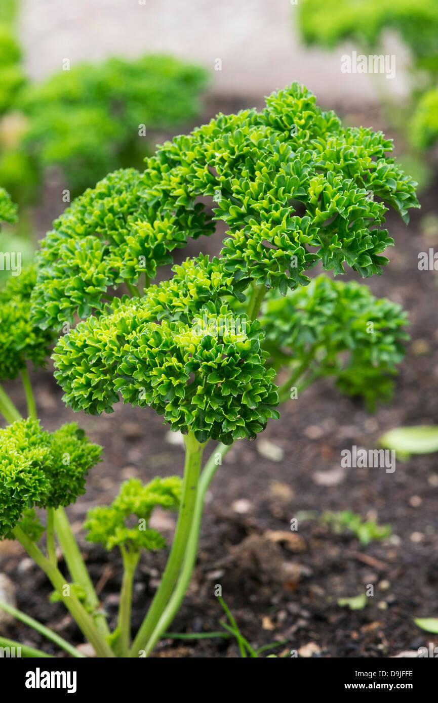 Petroselinum crispum. Parsley Moss Curled. Curley Parsley growing in a