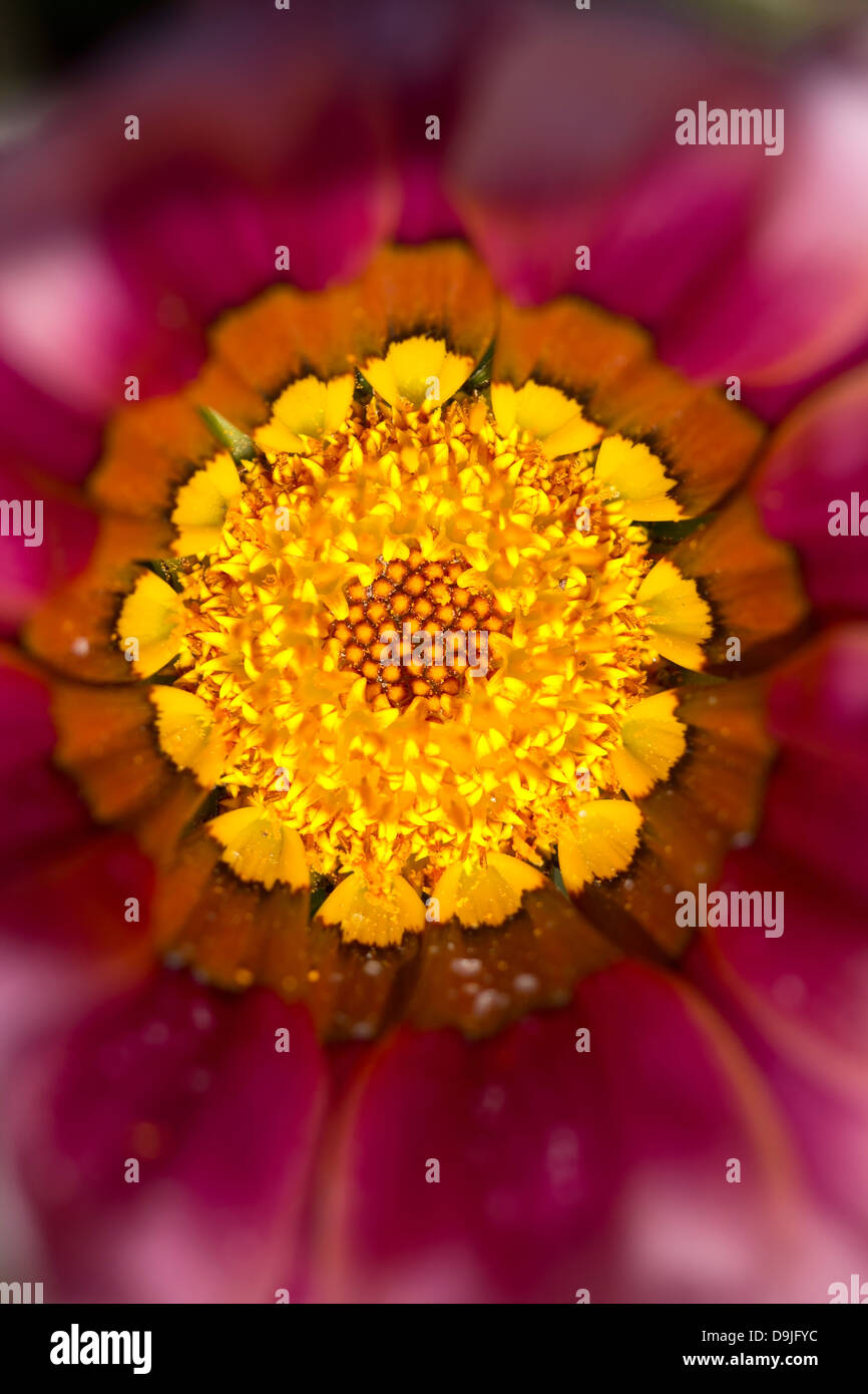 Purple flower close up image Stock Photo