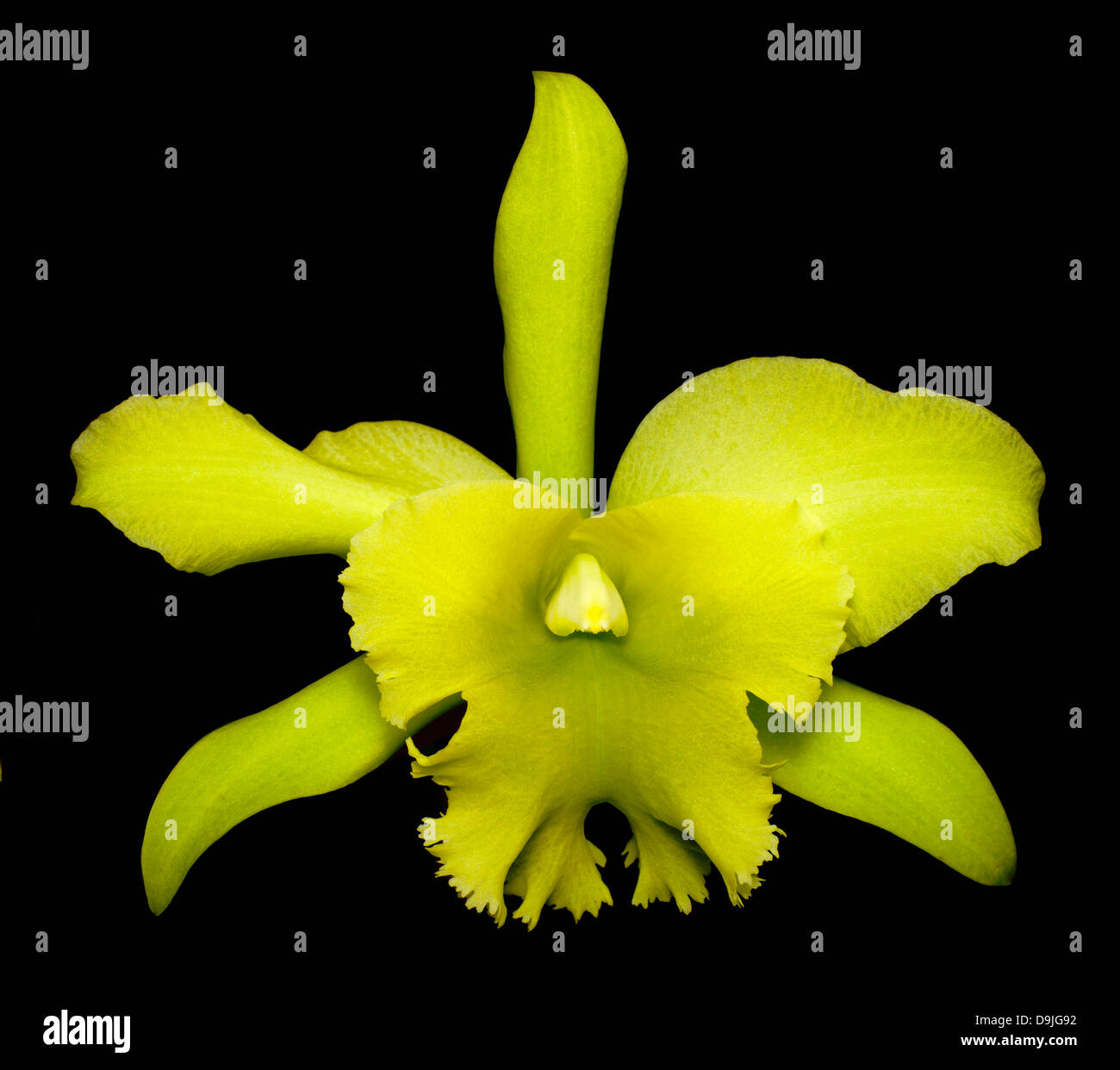 SONY DSC orchid flower , catleya family , showy yellowish green example Stock Photo