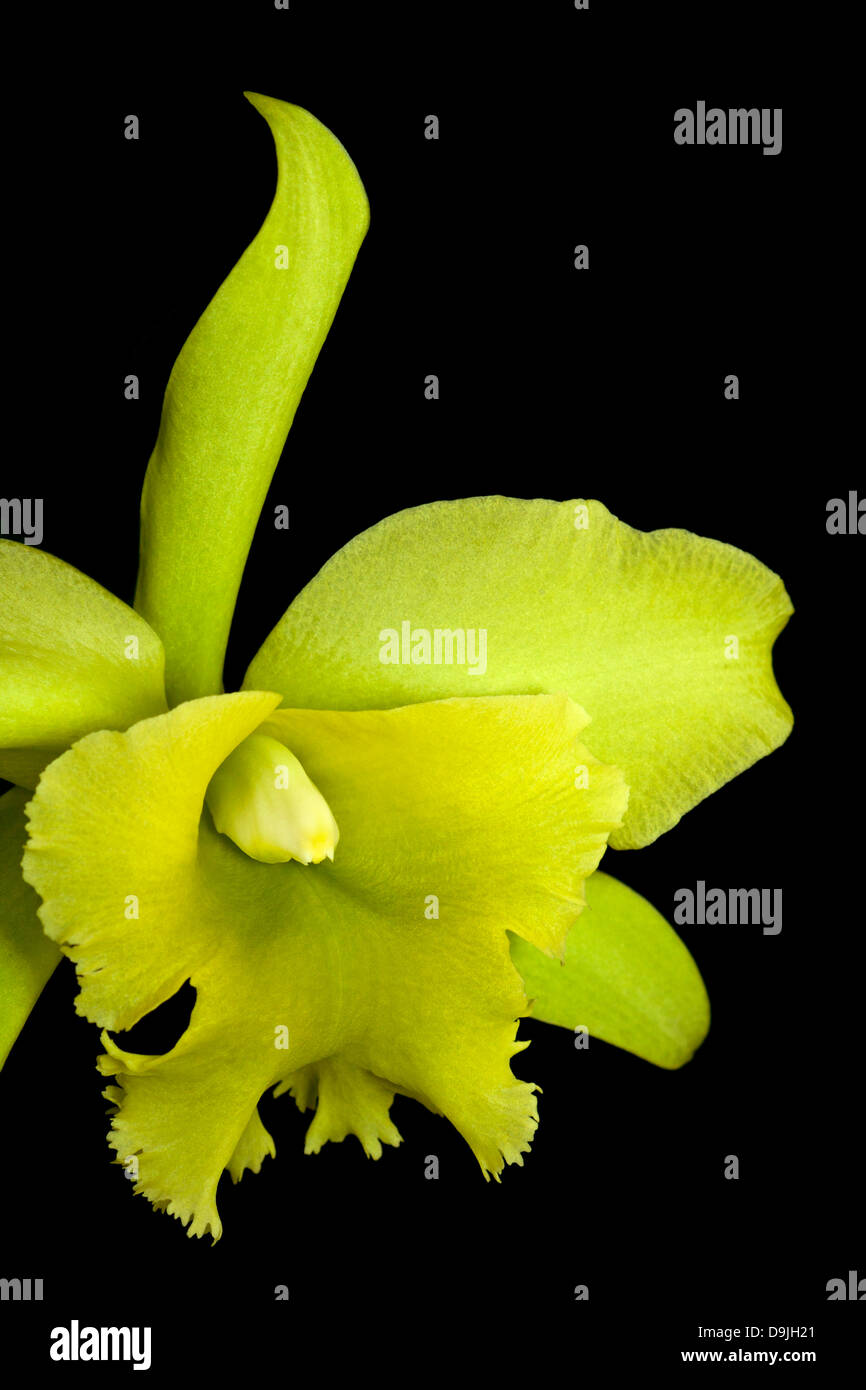 SONY DSC  orchid flower , catleya family , showy yellowish green example Stock Photo