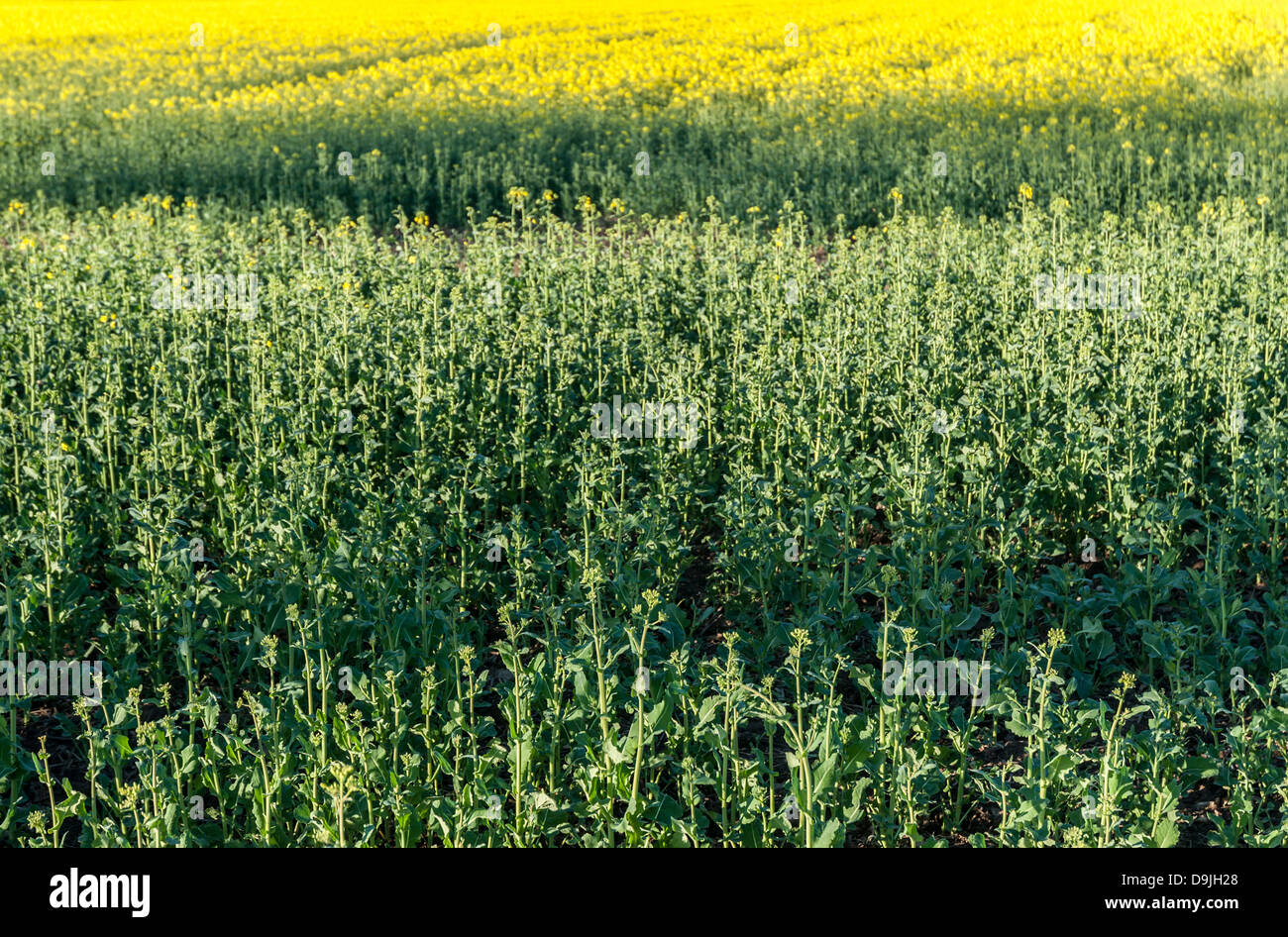 Rapeseed yellow flower crop Stock Photo Alamy