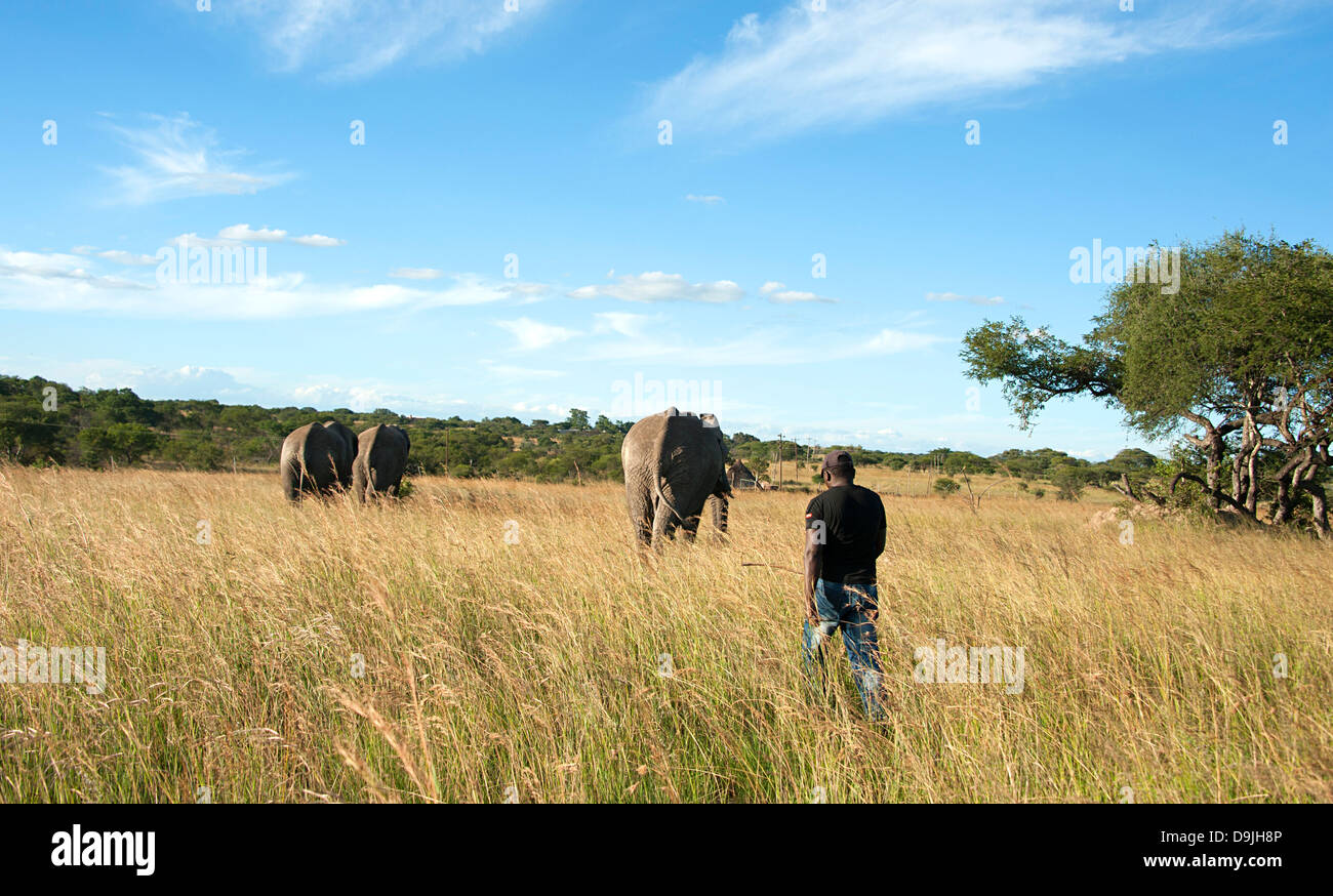 Elephant handler herding elephants to their bomas (stables) for the night. Antelope Park