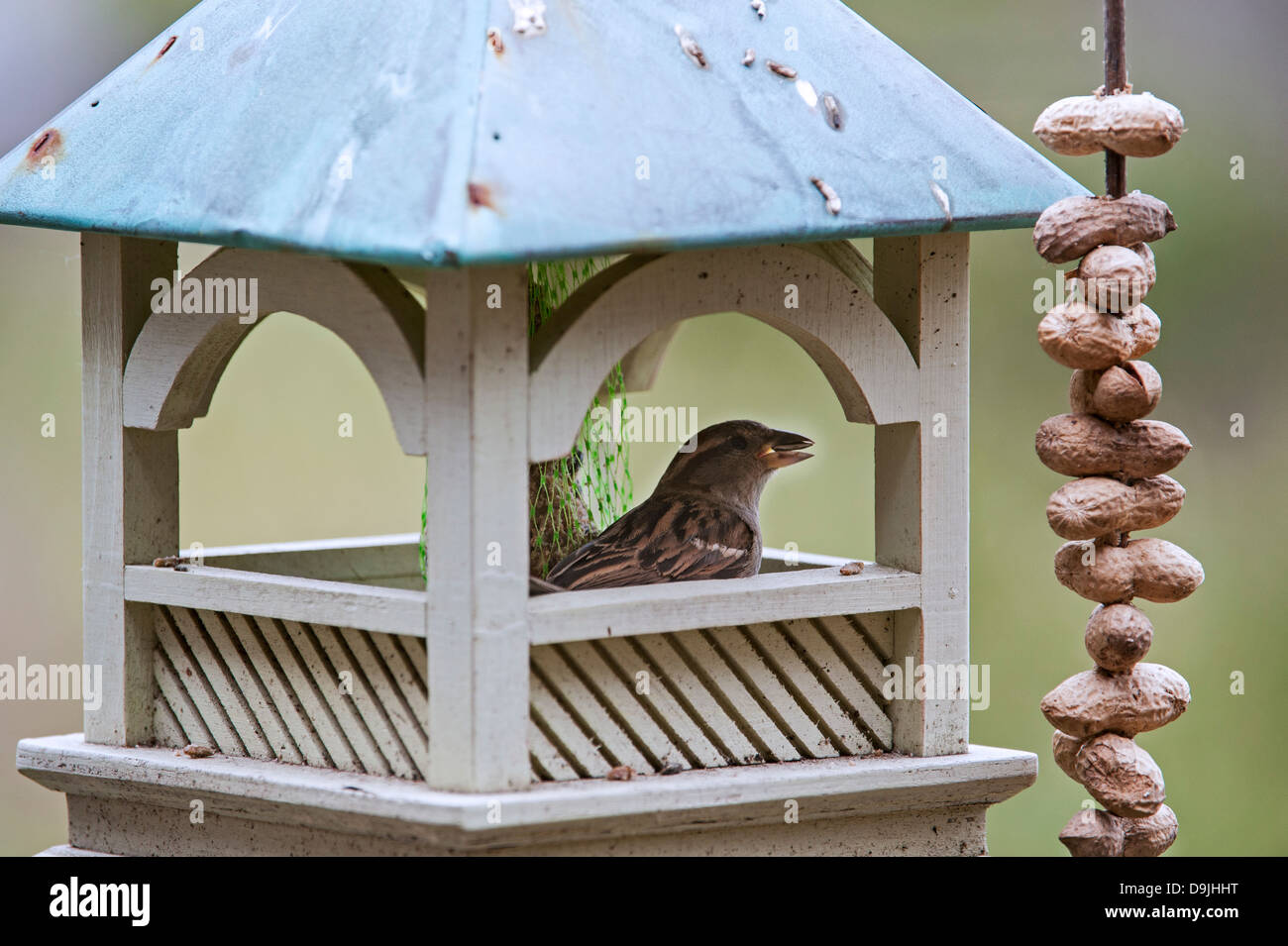 Inside Bird Feeder Stock Photos Inside Bird Feeder Stock Images