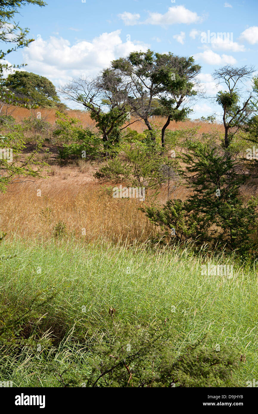 Scenic beauty of open savannah grassland towards the end of the wet season in Zimbabwe, Africa. Stock Photo