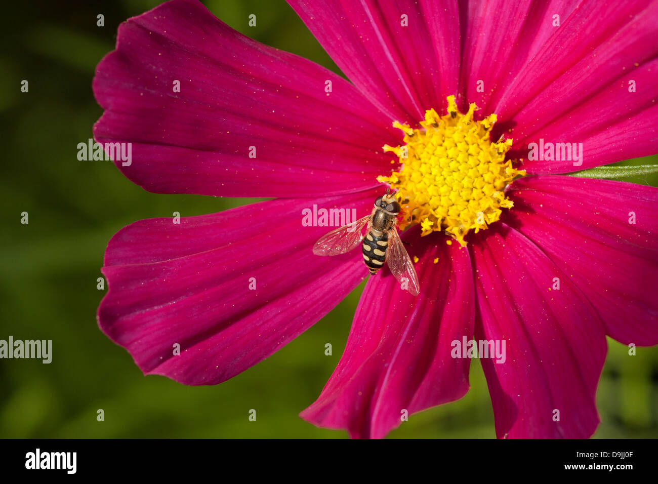A bee gathers pollen from a purple cosmos flower Stock Photo - Alamy