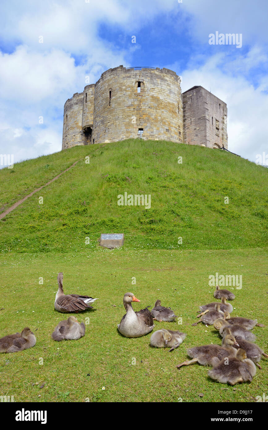 greylag geese (Anser anser) and young feeding by cliffords tower york, yorkshire, united kingdom Stock Photo